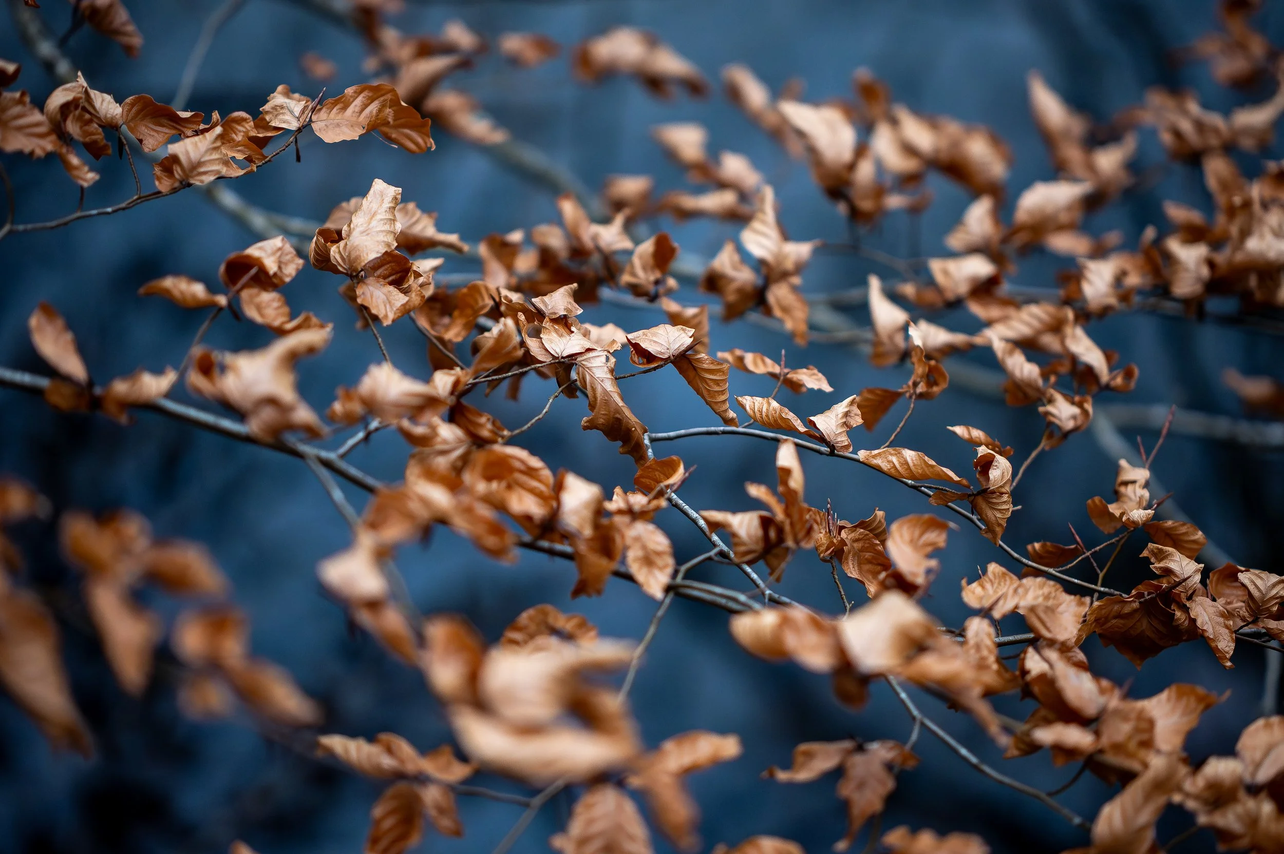 Landscape and Nature