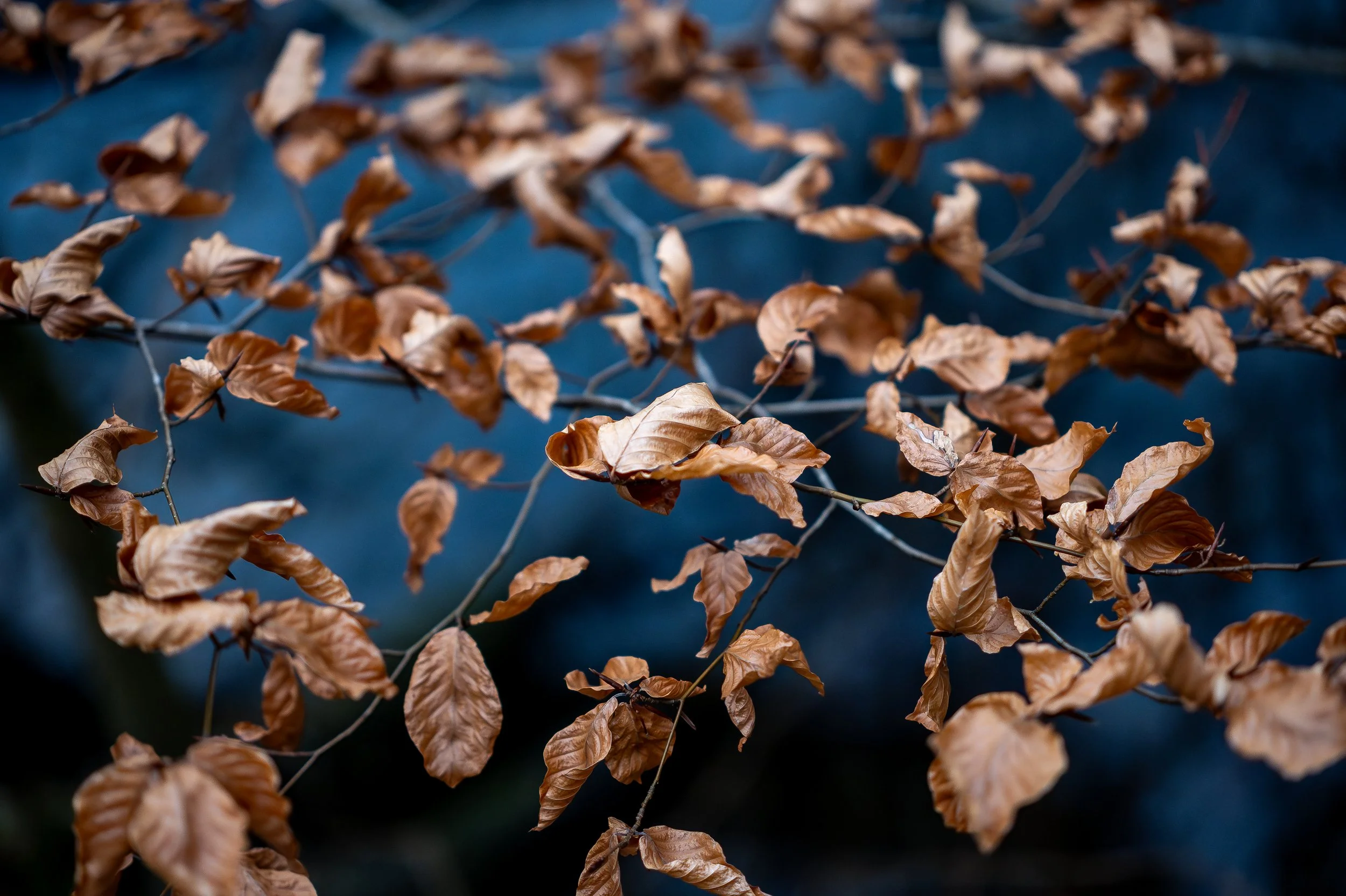 Audergham, Brussels - Belgium