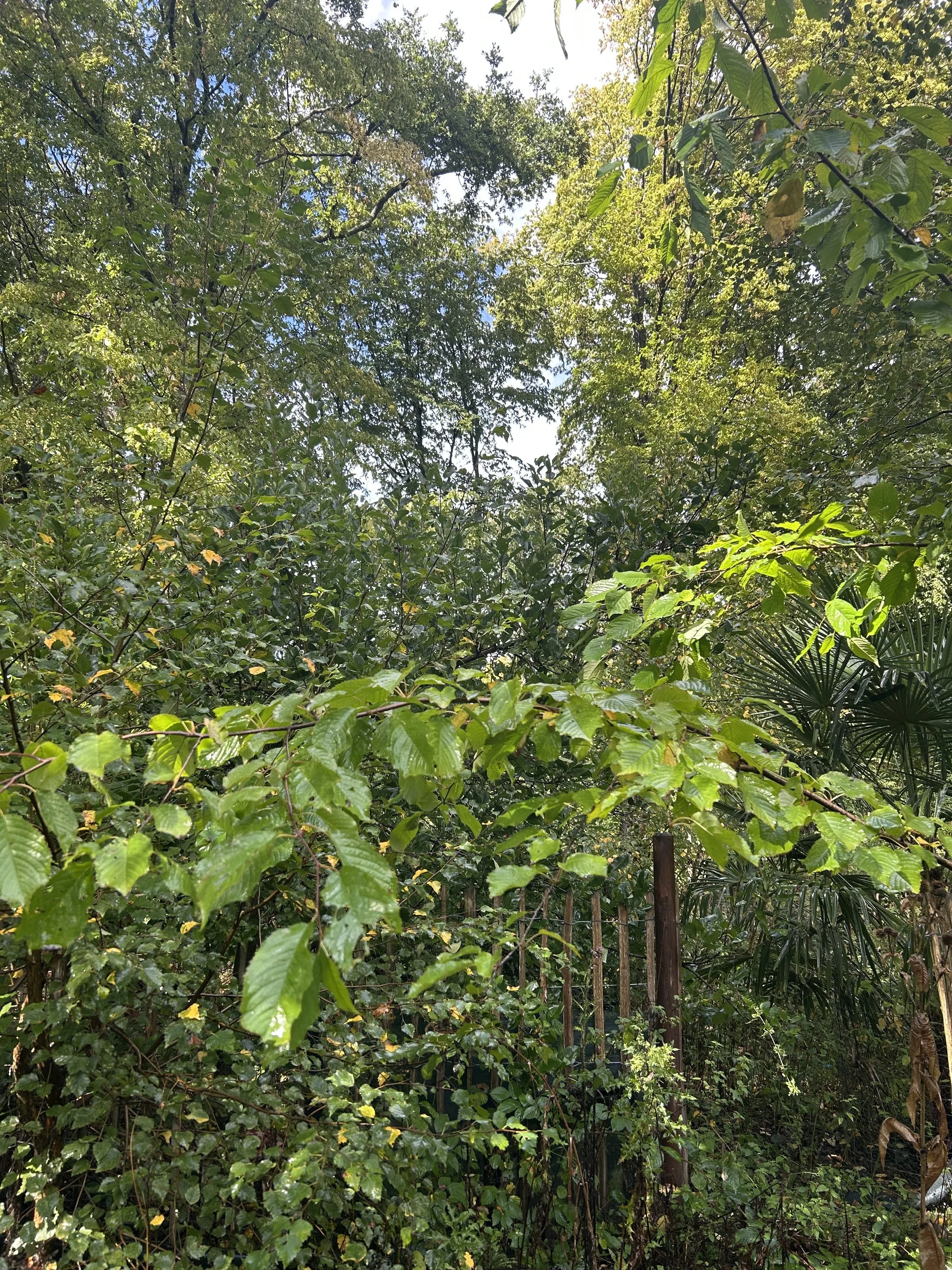 IMG_0247.jpeg