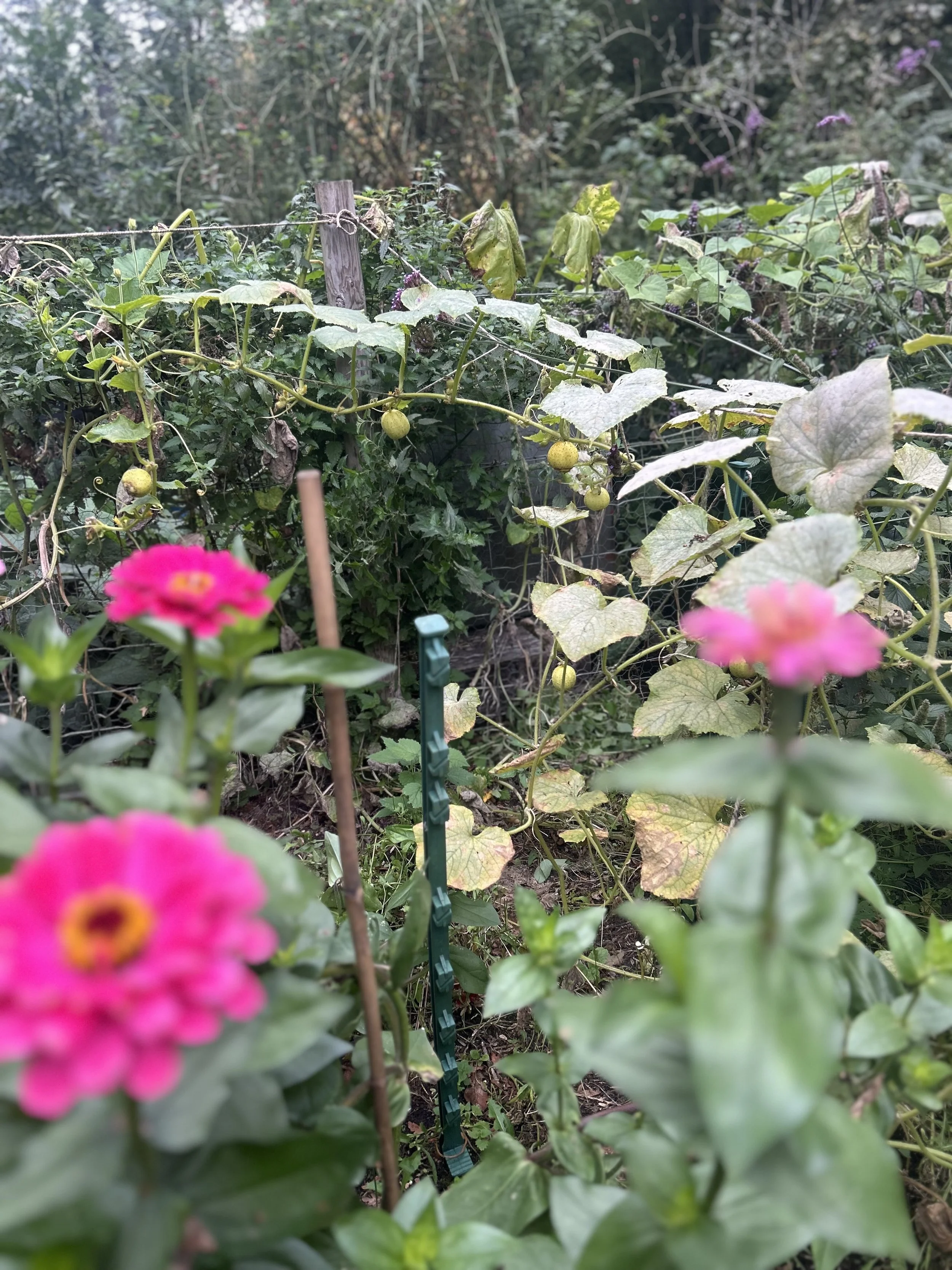 IMG_0543.jpeg