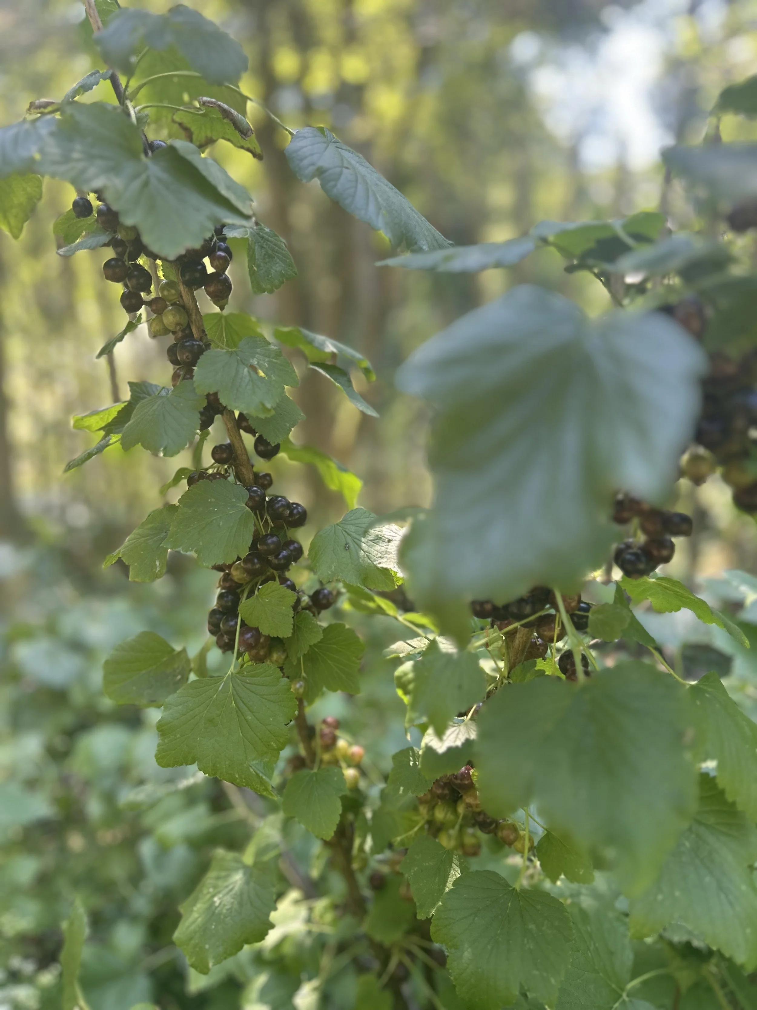 IMG_9671-1.jpeg