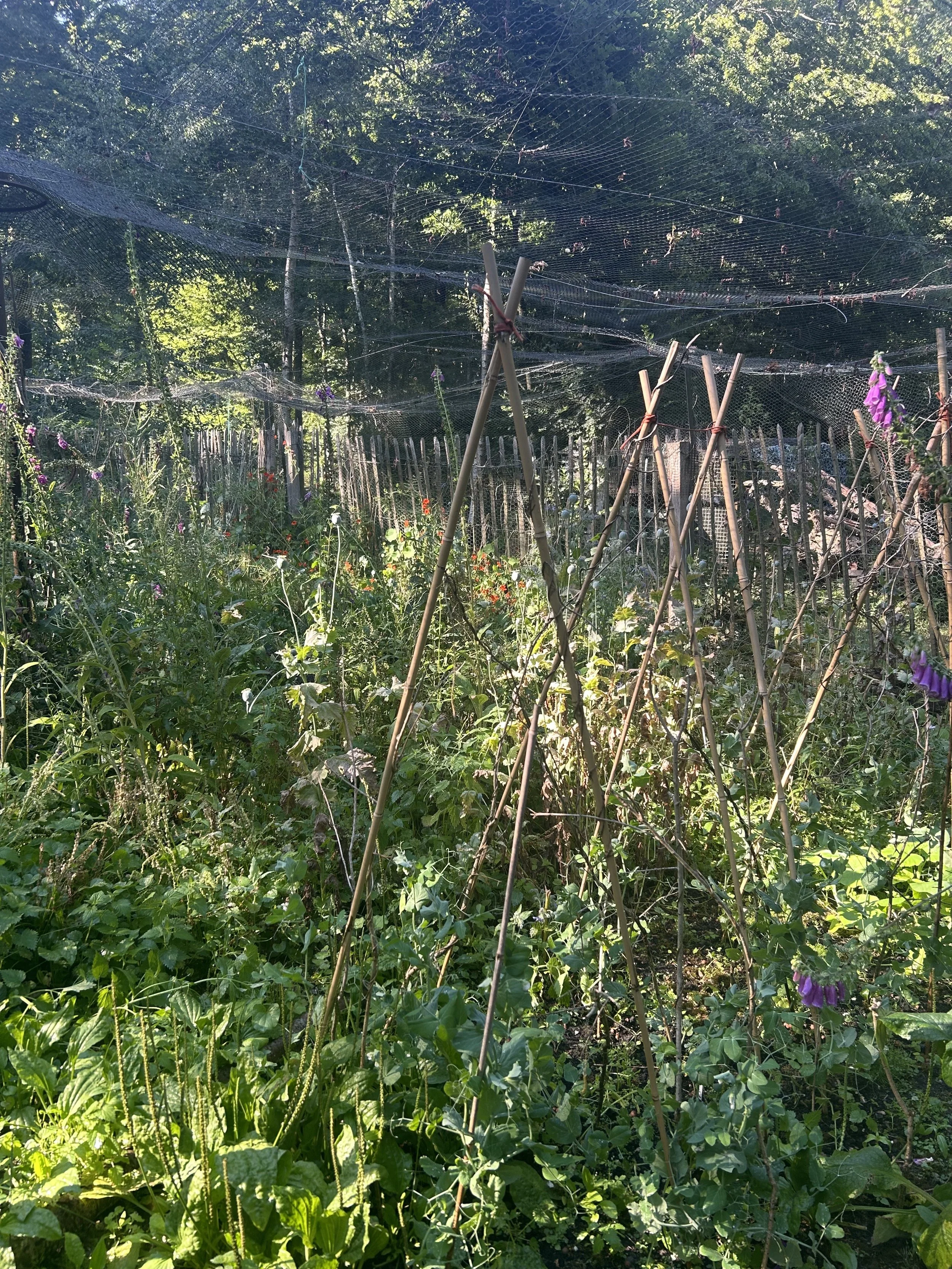 IMG_9682-1.jpeg