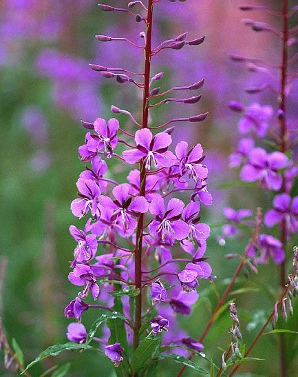willowherb-rosebay.jpg