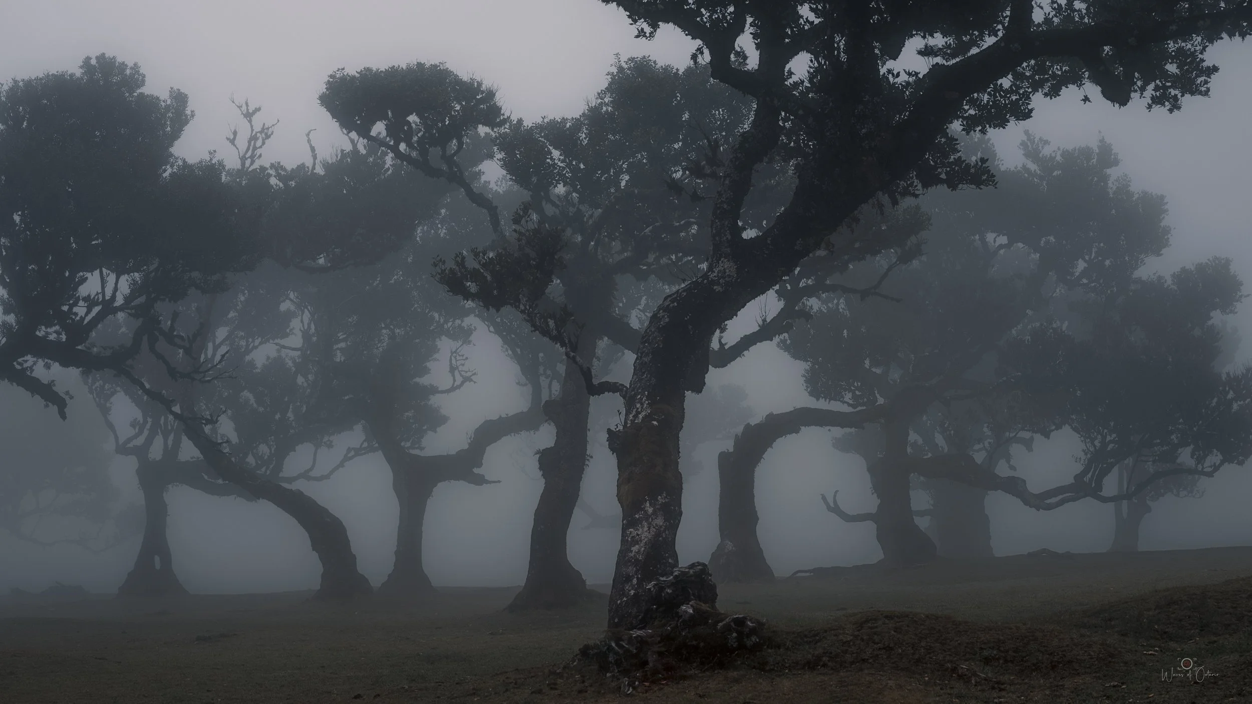 Fanal Forest in Madeira, Portugal