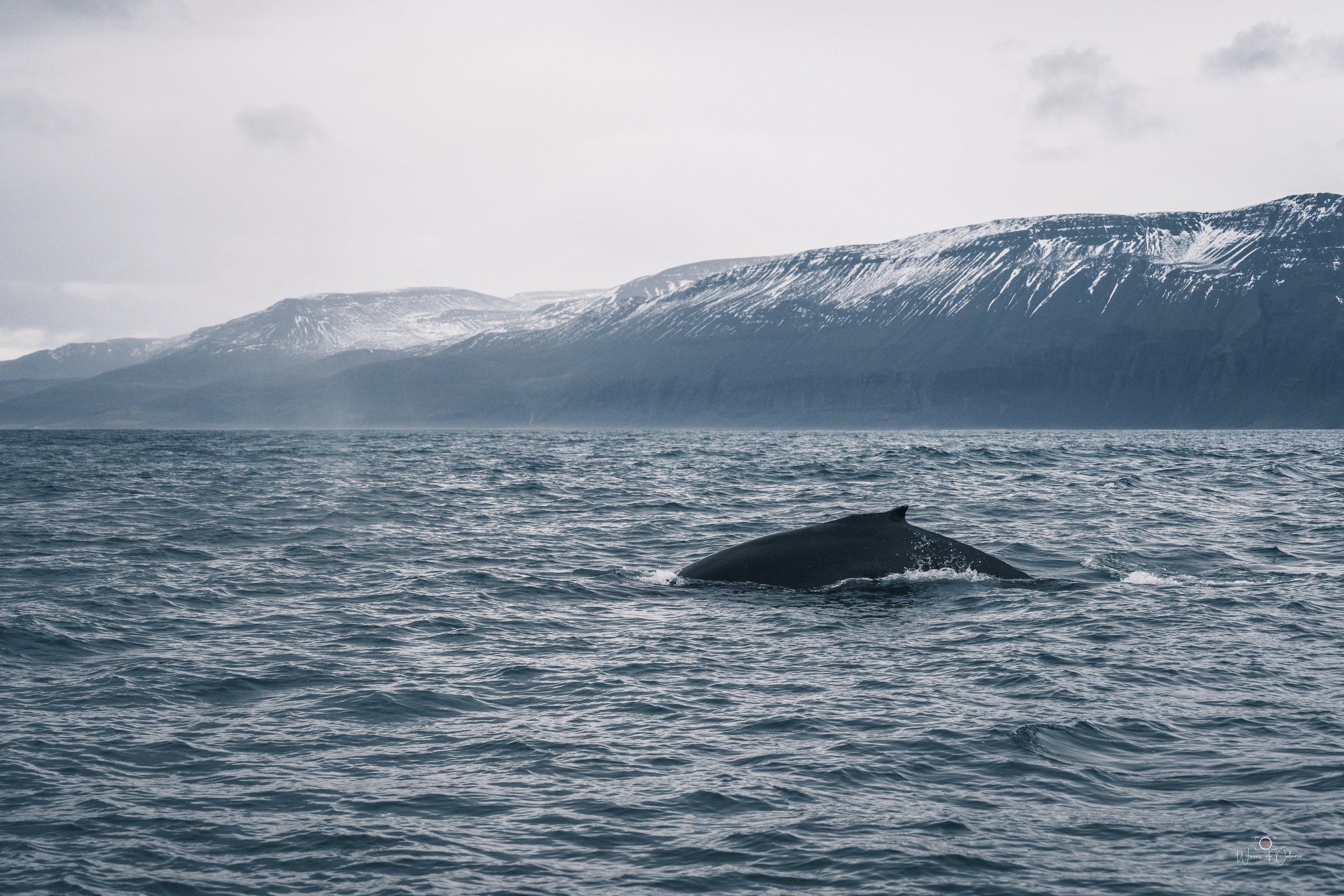 Husavik Whale 1.jpg