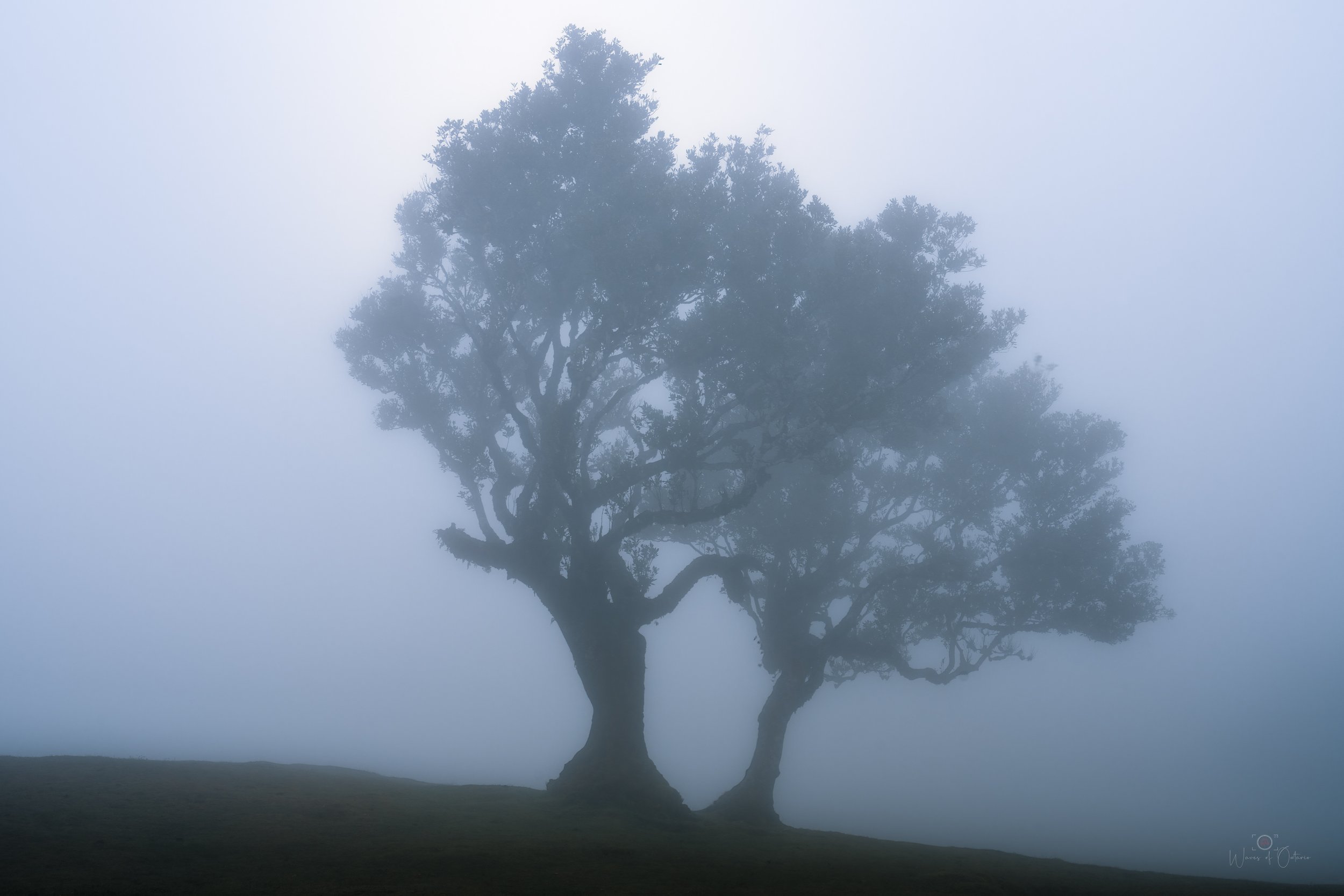 Fanal Forest in Madeira, Portugal