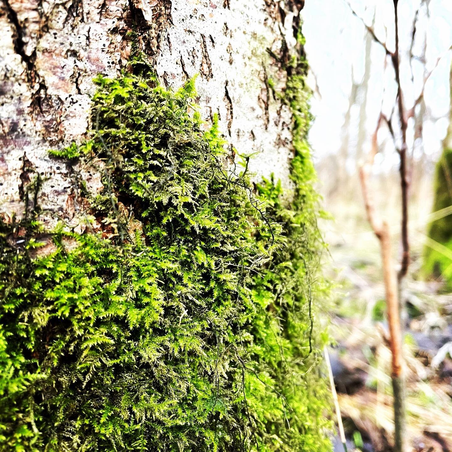 A newfound fascination for moss and its organic pattern #moss #danishnature #forrest #green