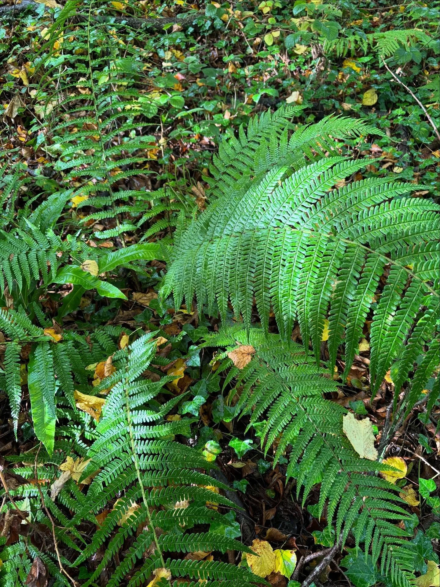 Morning all,
Just a little autumn drop to soothe your senses and give a break amidst the heaviness of life.

I hope you find a minute to yourself, today x

#autumn #relax #nature #unwind #fungi #fern #wales #altyrynnaturereserve #naturereserve