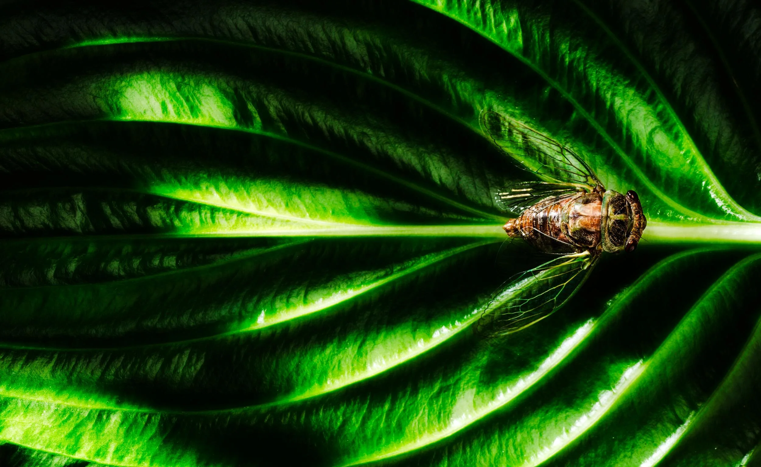 Cicada_Panorama2 Step1B.JPG