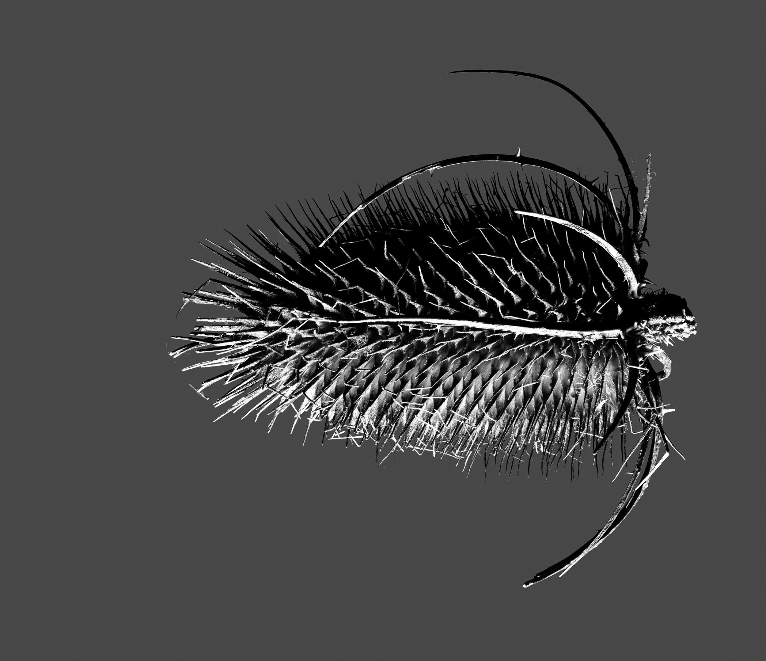 Thistle Focas Stack Singe image.JPG