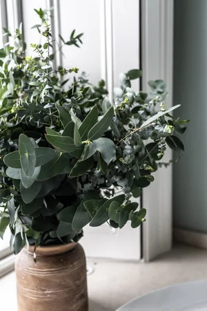 fish tank plant seeds Aquarium Plant Seeds