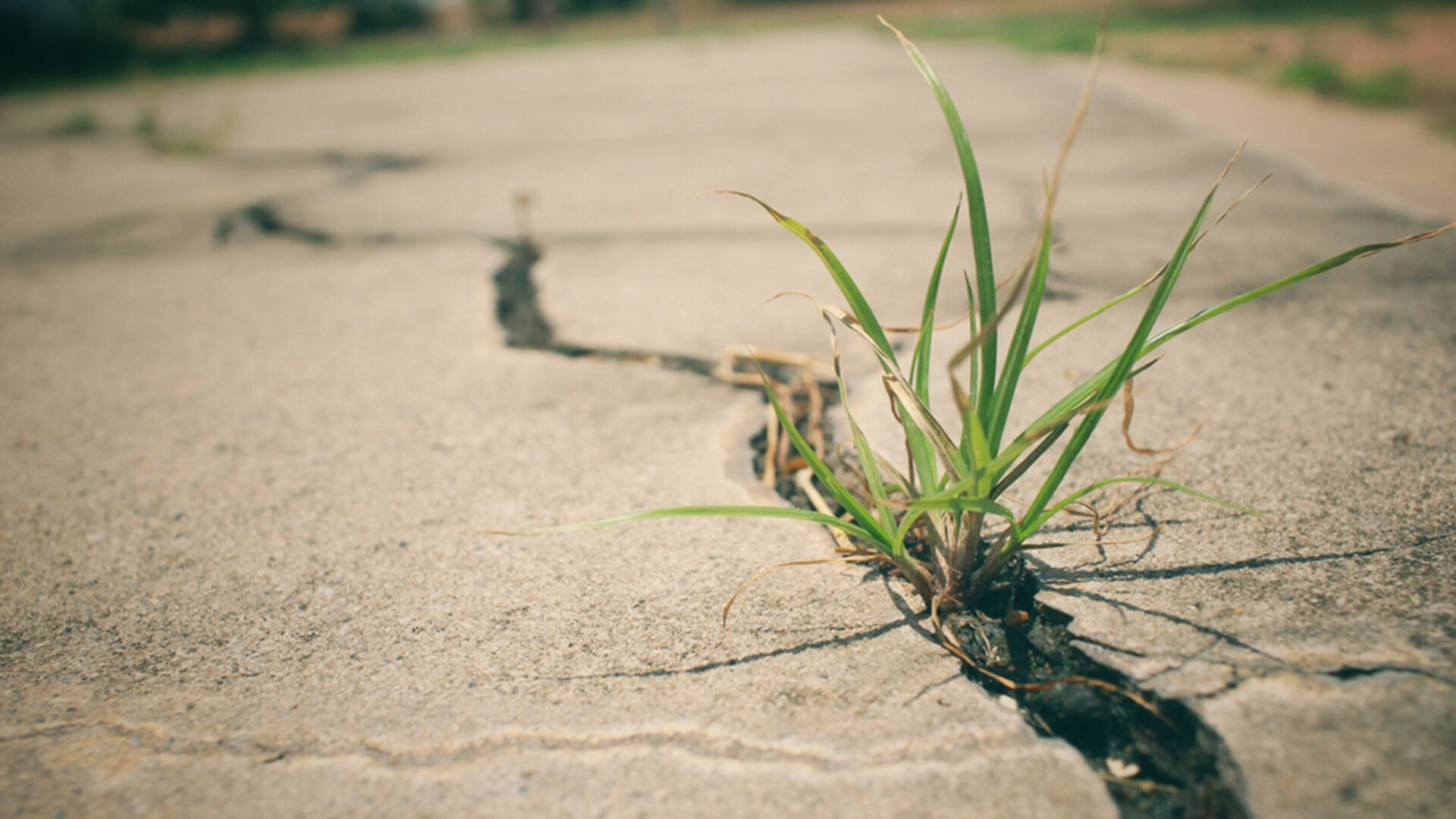Grass+Concrete.jpg