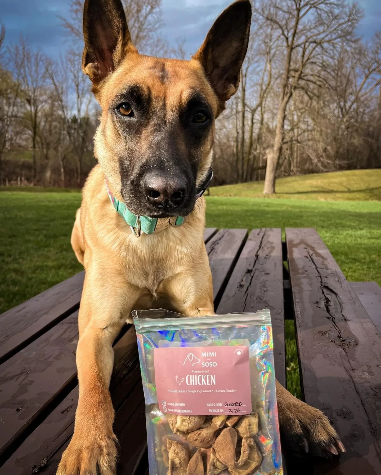 Single Ingredient - Small Batch - Freeze Dried 
Fueling your pets needs, one ingredient at a time 🍽️

📷 @workandwoofs