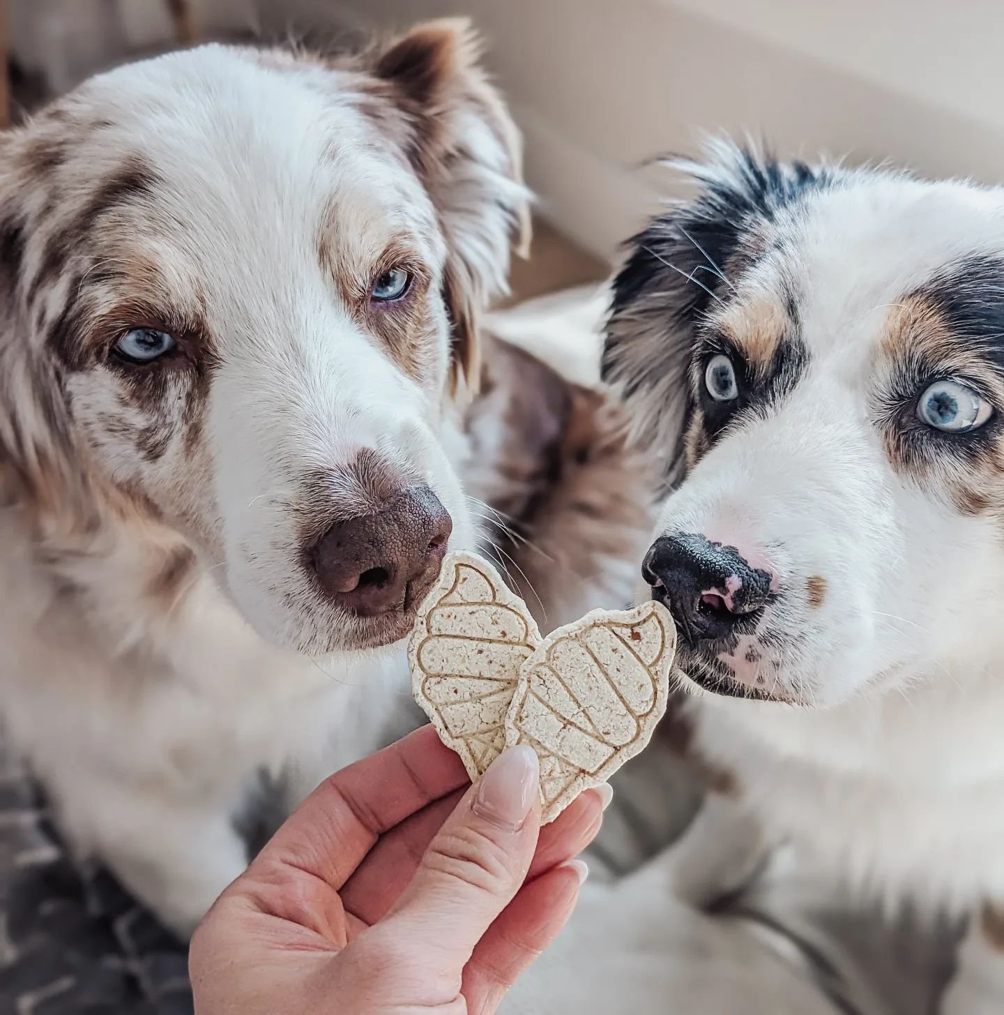 Spring is finally here! 💐 @littlepaws.dogtreats Pina Colada 🍦 cookies dropped today! Grab them now before we sell out!

Exclusive to MIMI &amp; SOSO
