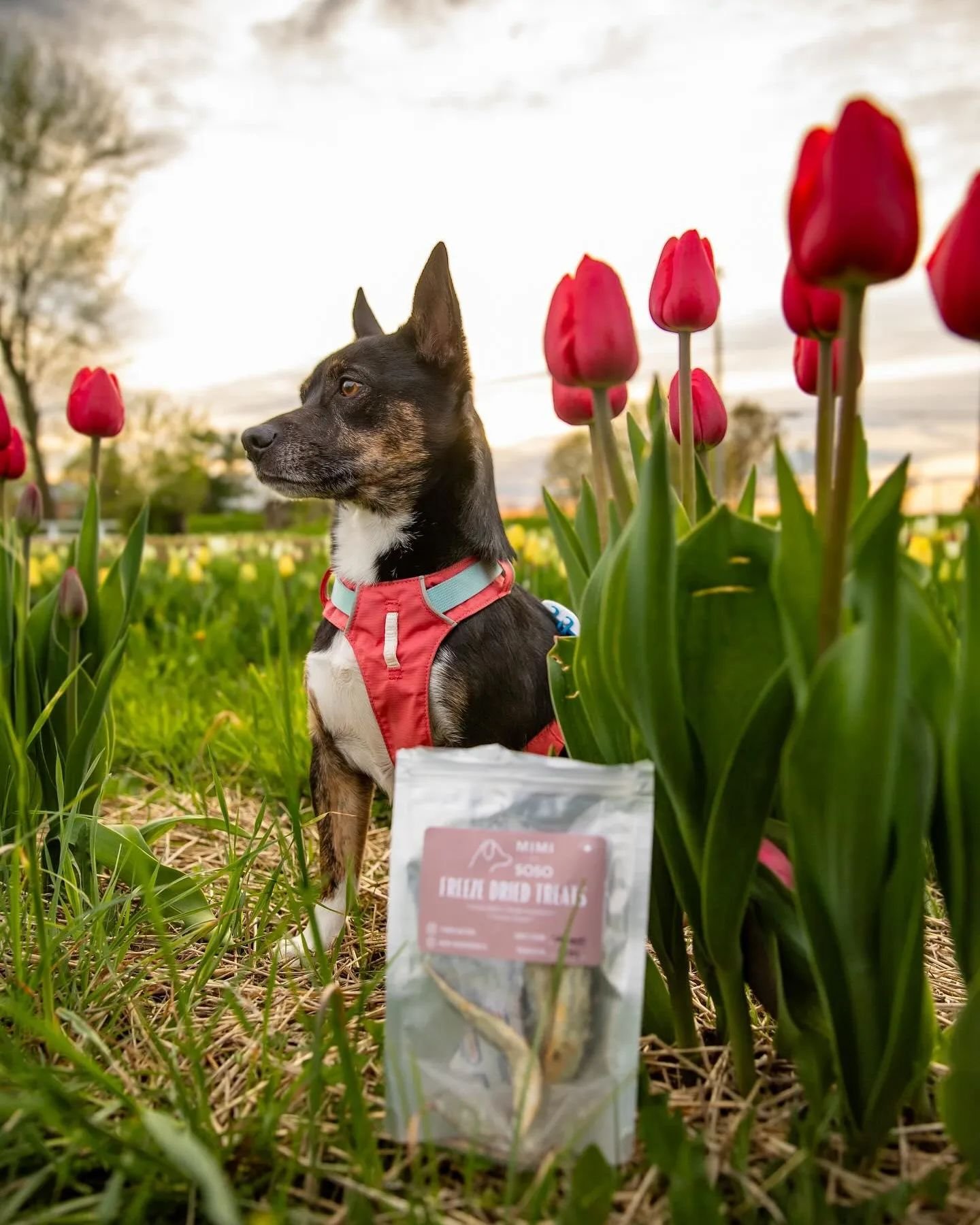 What's better than a 🐶 with his 🐟 in a field of 🌷

Get 25% off your order May 13-15 only with code WEDDINGSEASON 🛍️

📷 @adventuringwithmutts