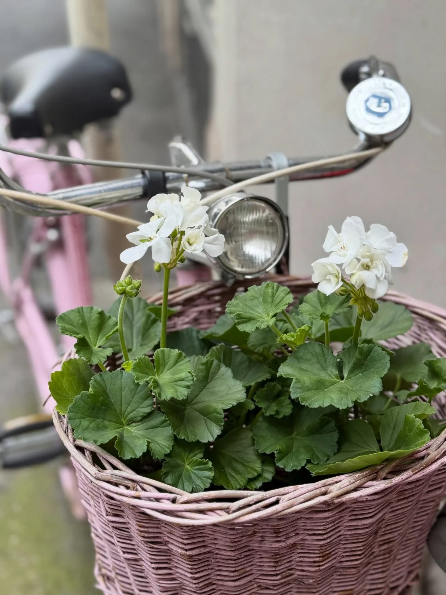 Miscellan&eacute;es d&rsquo;Avril @la5e_geneve 🌸✨🪿🍀