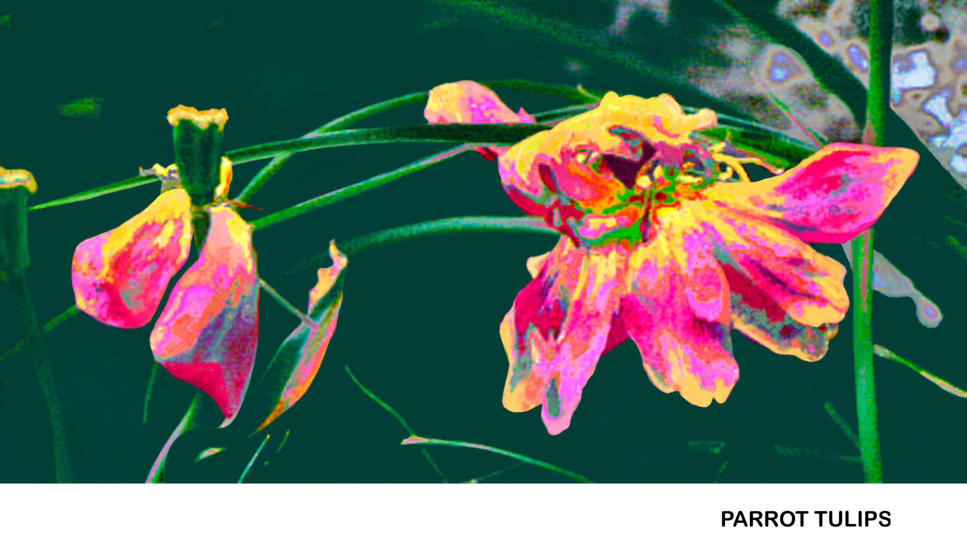 Parrot Tulips'95-15_ Titled.jpg
