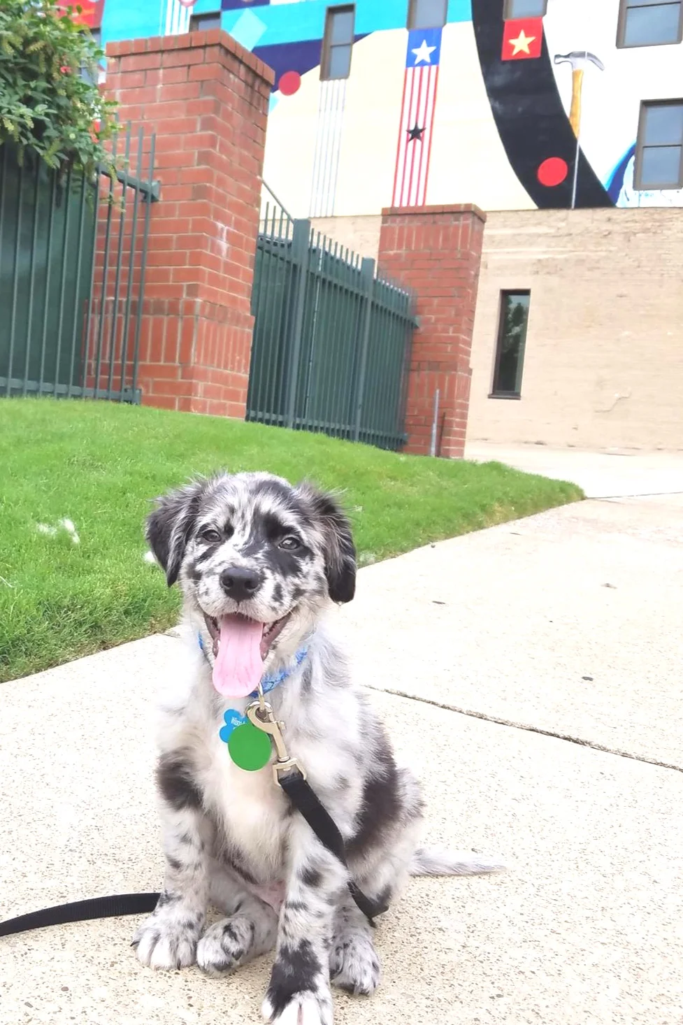 Charlie, a resident at Pressbox.