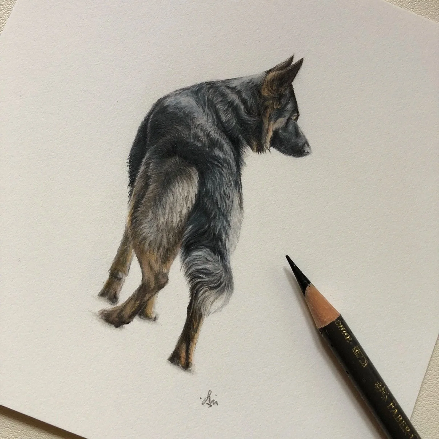 The German Shepherd Collection