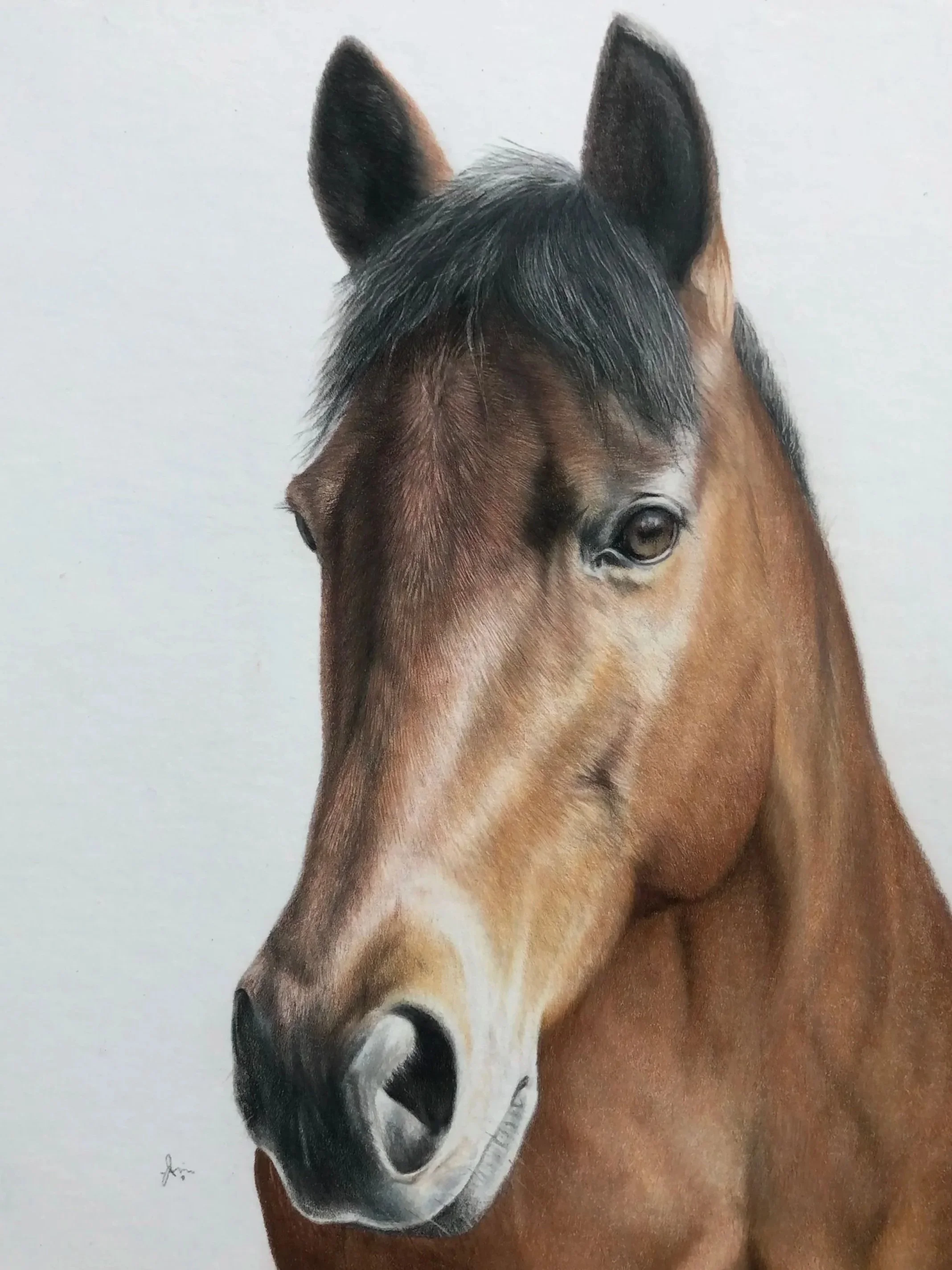 Close-up of a brown horse's head, with black mane, facing slightly to the right against a plain background.