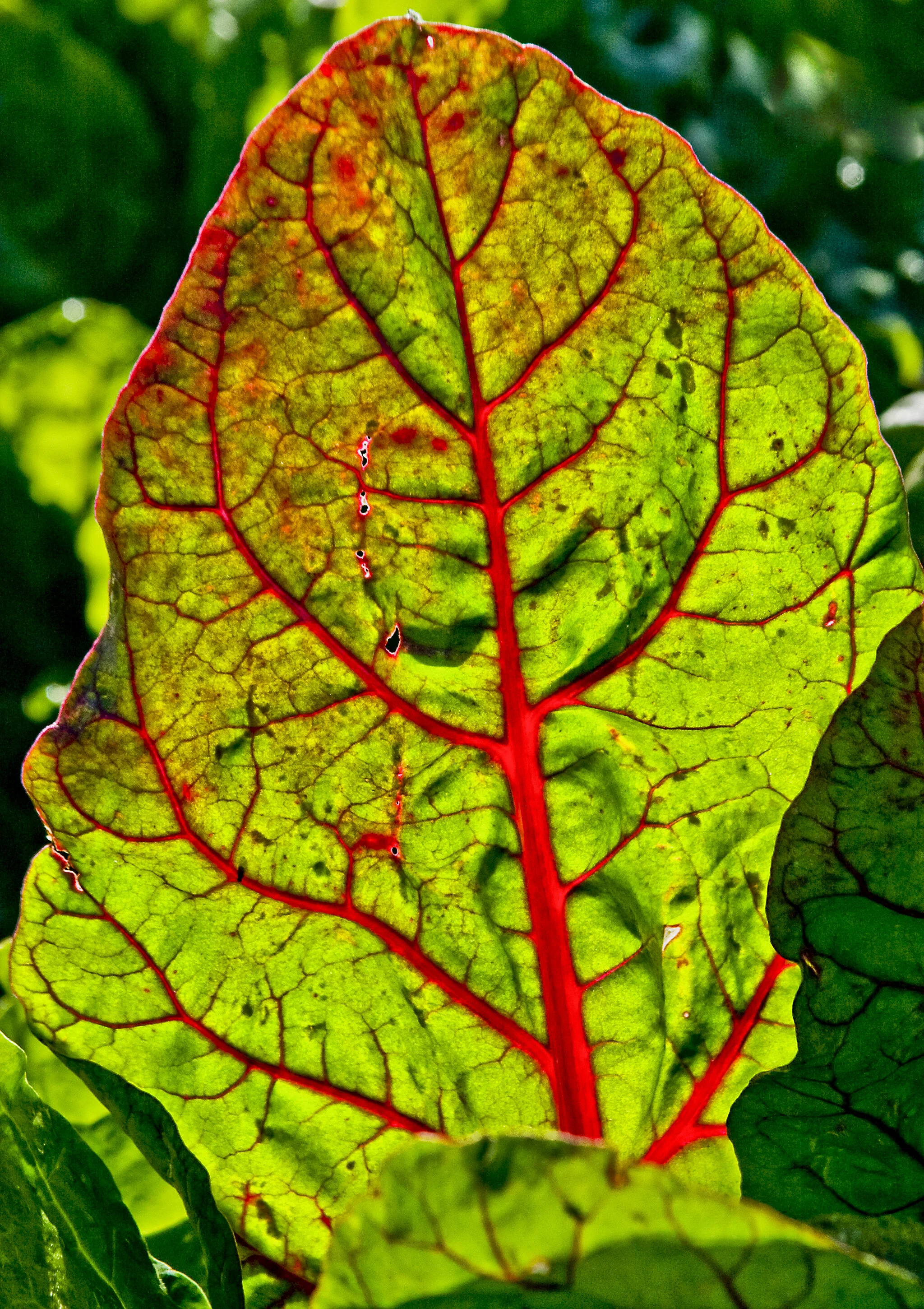 Personal/Chard