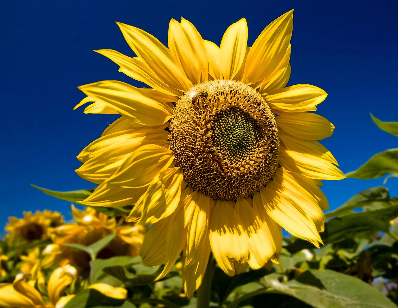 Personal/Sunflower