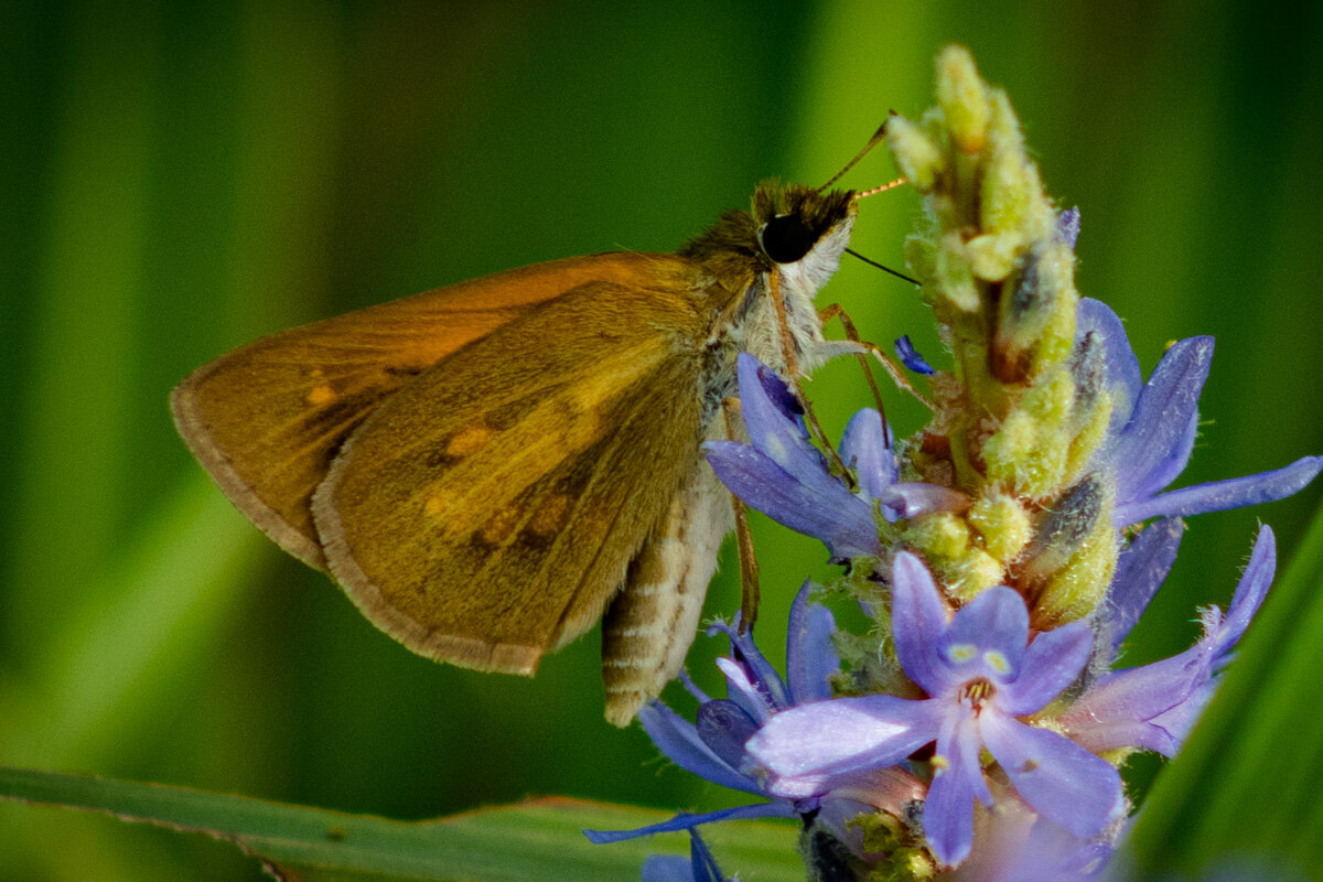 HMClark Photography Not a butterfly4x6.jpg