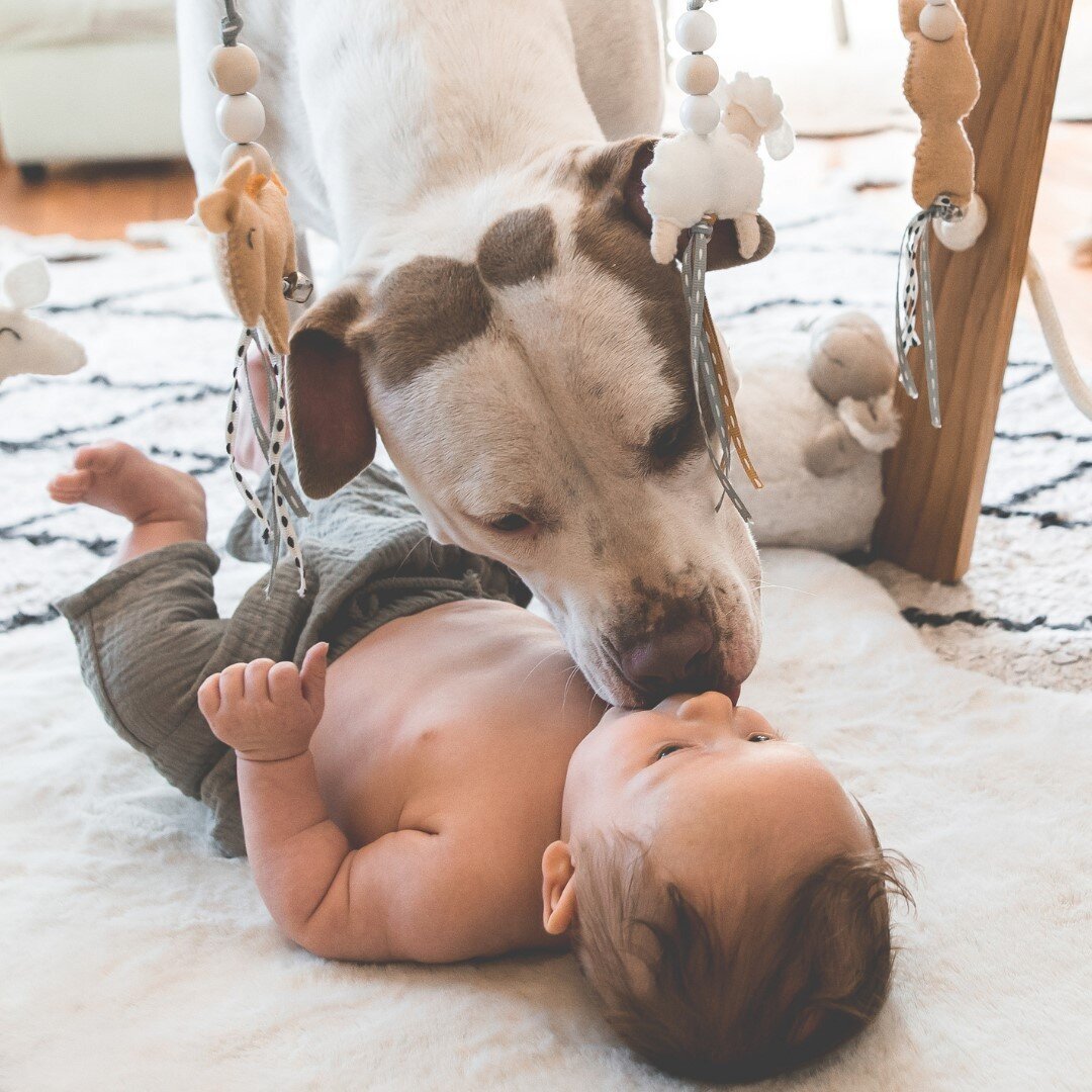 Is there anything sweeter than watching your first love play with and snuggle your new baby?⠀⠀⠀⠀⠀⠀⠀⠀⠀
⠀⠀⠀⠀⠀⠀⠀⠀⠀
We don&rsquo;t think so!⠀⠀⠀⠀⠀⠀⠀⠀⠀
⠀⠀⠀⠀⠀⠀⠀⠀⠀
We want to know: did your dog love your baby from the start? Or did they take some time to war