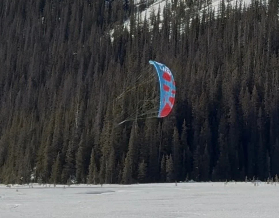 Kite flying over a snowy field with a dense forest in the background.