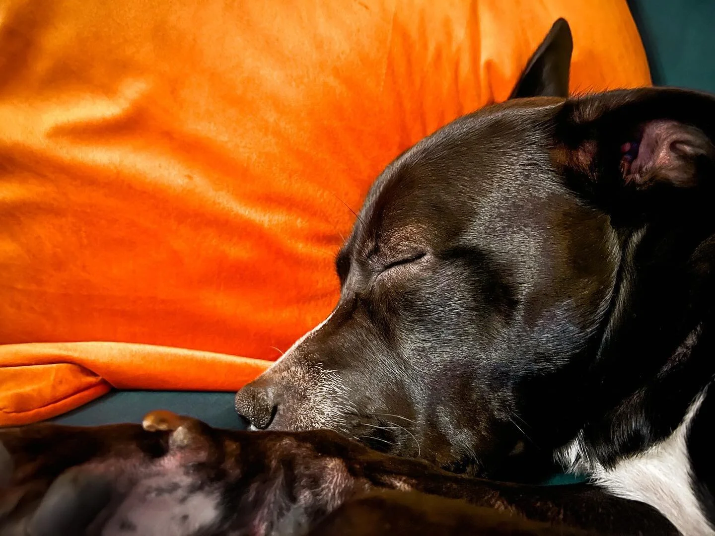 It was a year ago on Good Friday 2022 that we welcomed this oddly shaped little horse into our home and our lives. We’ve been reminiscing so I’m finally populating @desmond.sausages page with some more pics and videos of his savage cutene