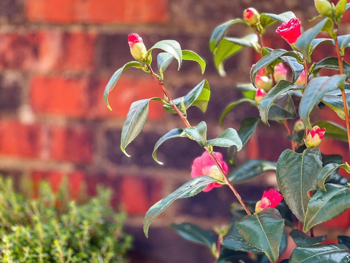 The yearly garden refresh ahead of summer. Shout-out to the newbies, Camellia and Lemon Thyme
.
#camellia #lemonthyme #thyme #evergreen #garden