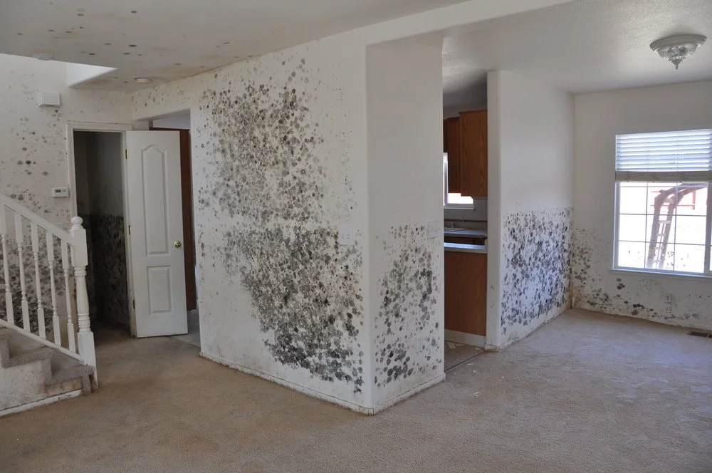A room with mold growth on the walls and around the window and door frames, and on the carpeted floor.