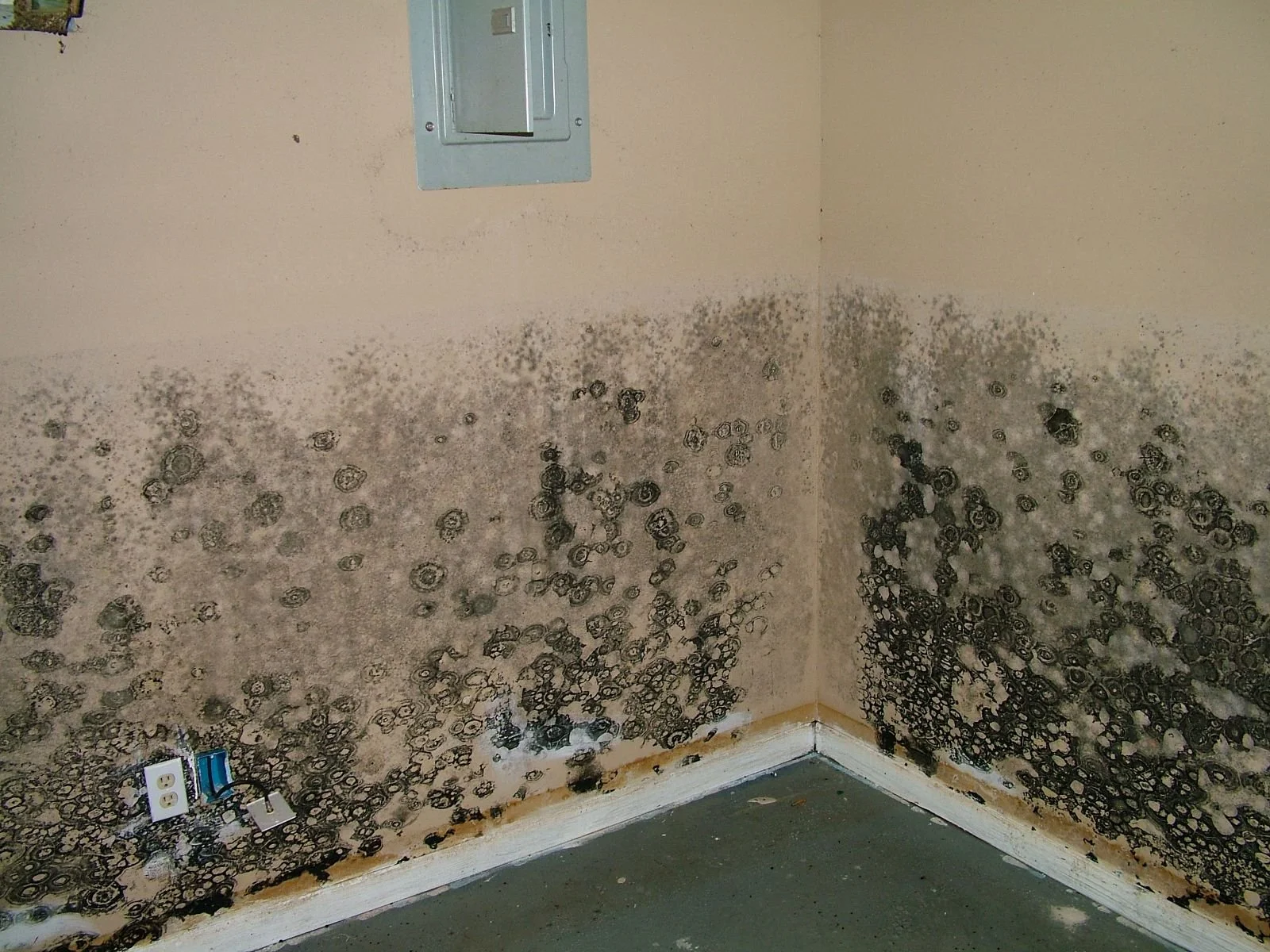 Mildew and mold growth on a beige wall in the corner of a room near the floor, with visible black spots and stains in a Redding home