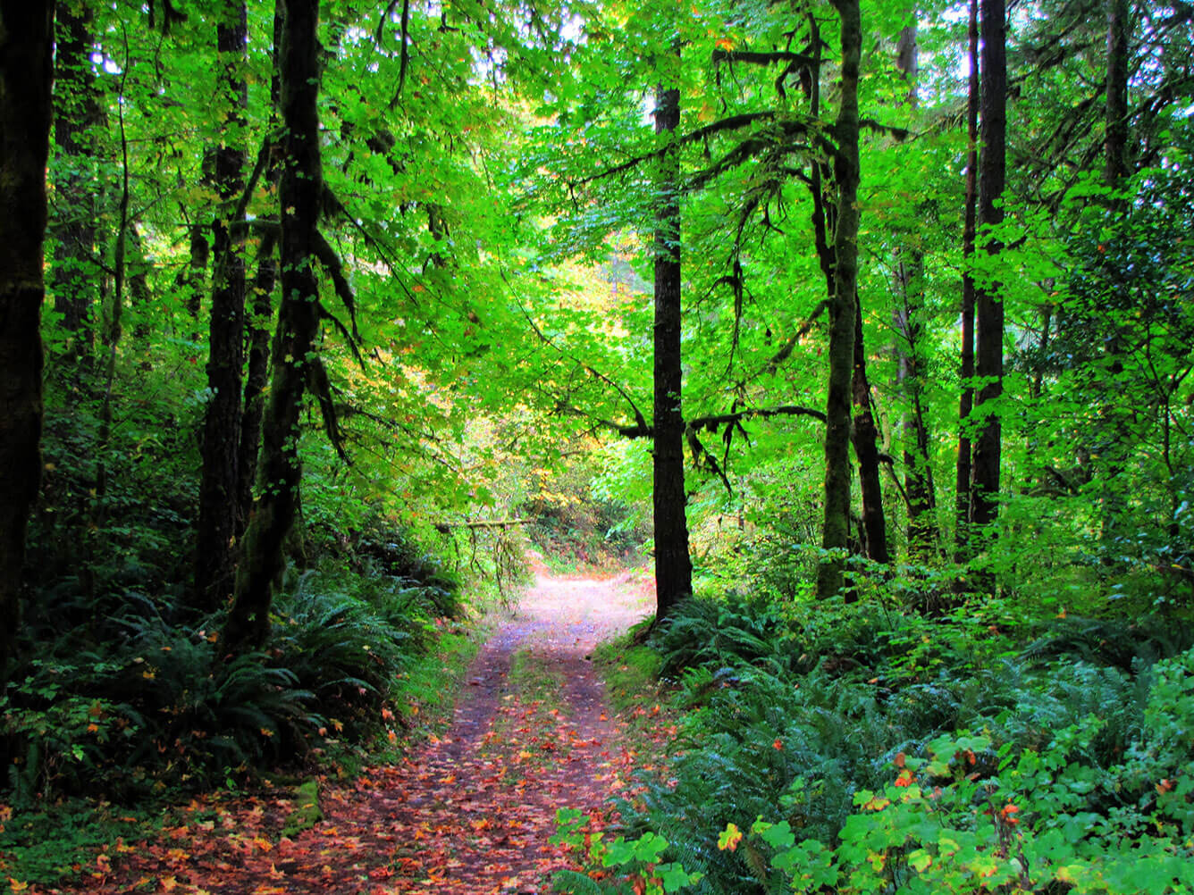 Trees.jpg