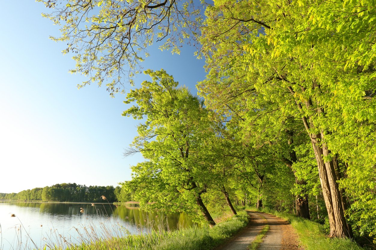 Large green trees lining a dirt road that is beside a lake on a sunny day.