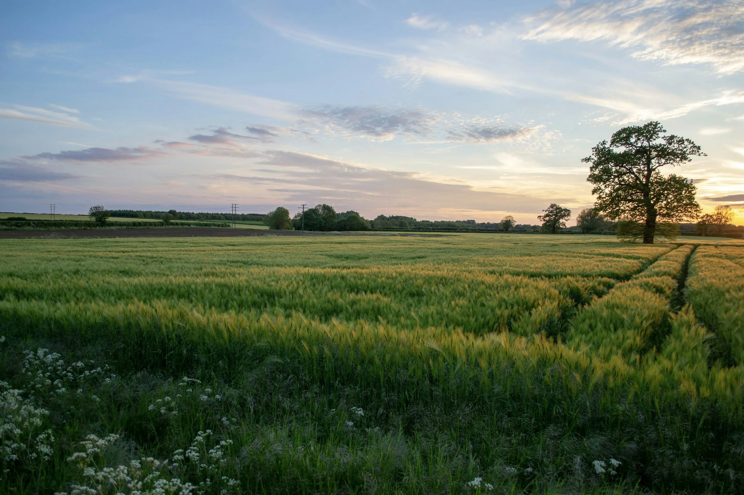 View of the horizon with a setting sun over a field of green farmland.
