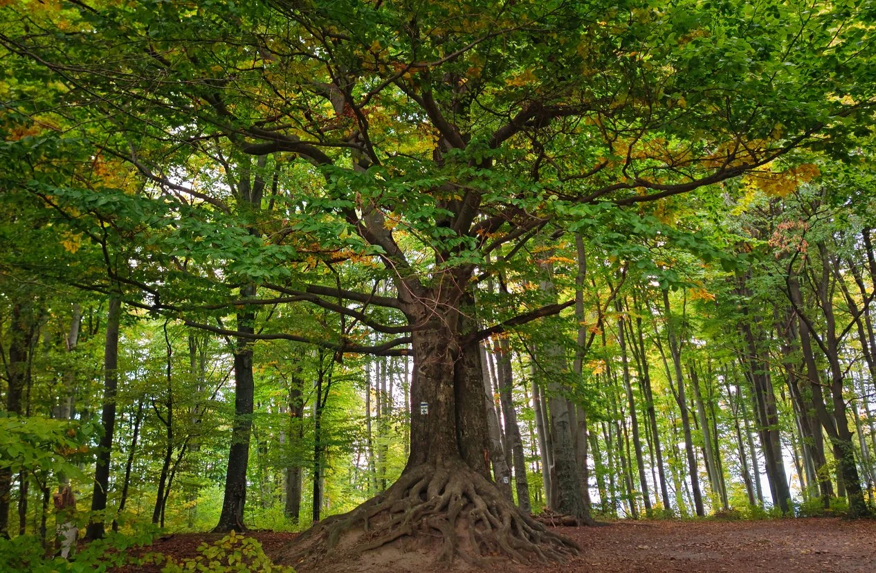 Large tree with bright green leaves and large exposed roots in the forest.