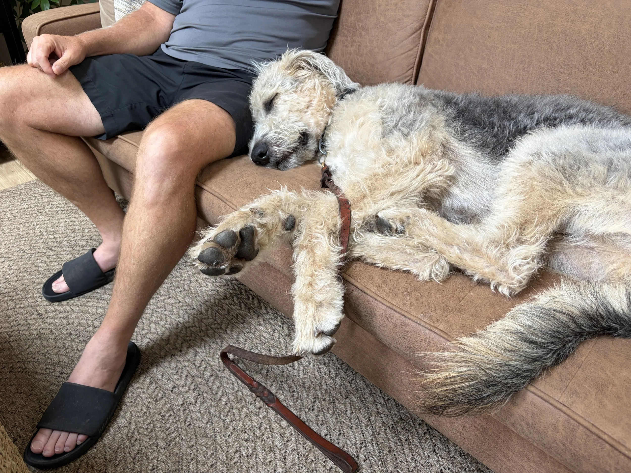Peace of Mind CBT Therapy Dog, River is sleeping on a couch beside a First Responder during a therapy appointment.