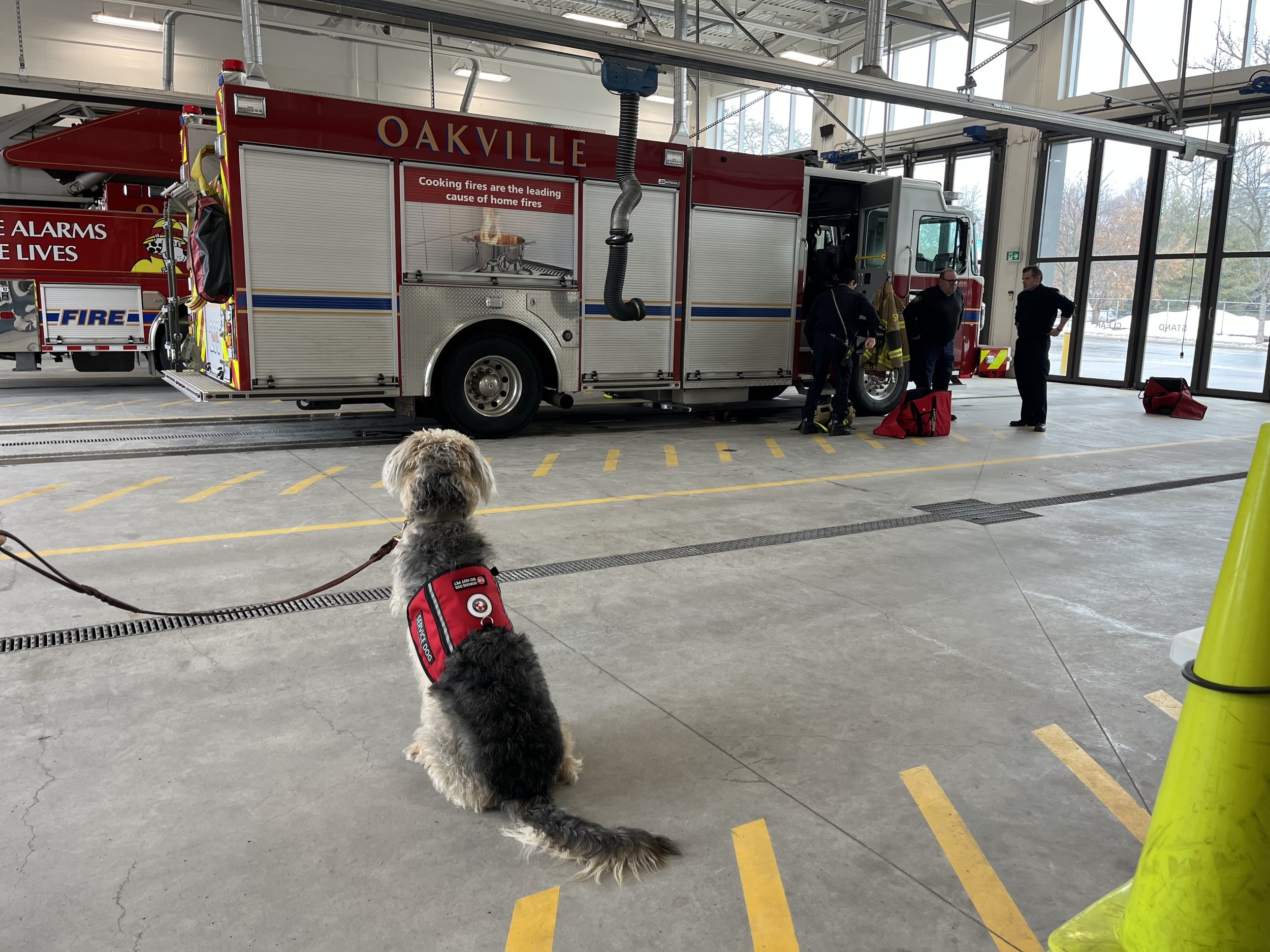 River, Peace of Mind CBT Therapy Dog, sitting inside and facing an Oakville Fire Department truck.