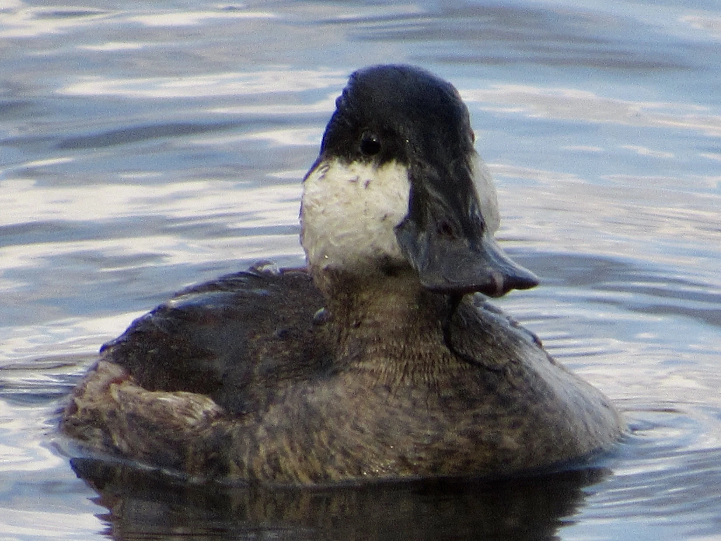 Six Questions We’re Asking About Summit Lake with Local Ecology Expert, Mike Johnson