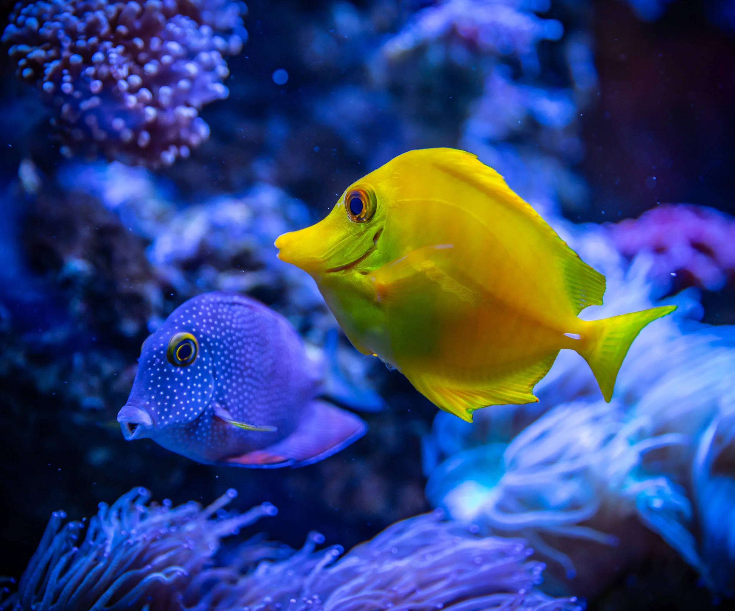 yellow fish blue background .jpg