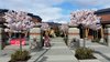 Pacific Ridge Landscaping & Maintenance photo 6