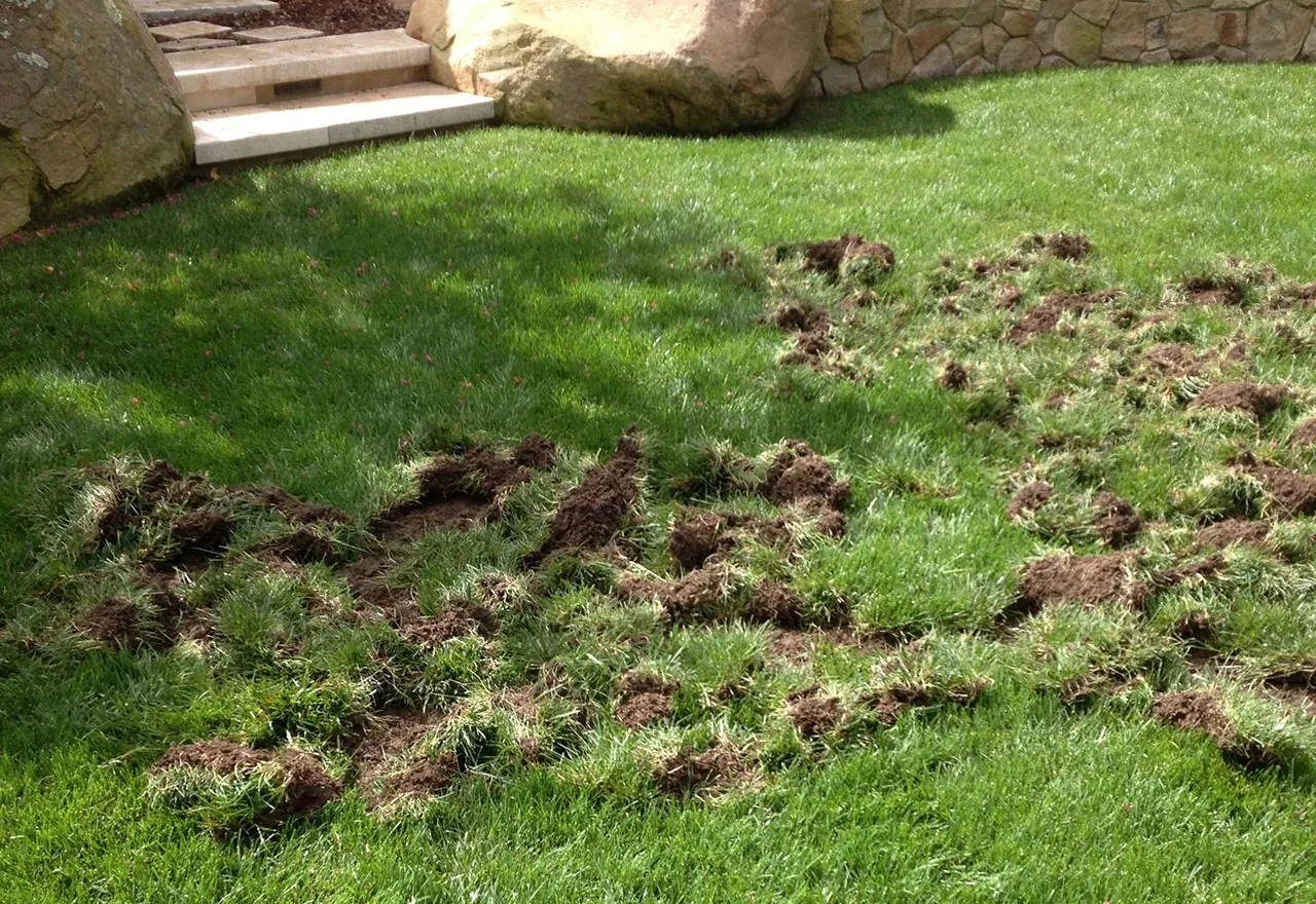 The Nanaimo Homeowner’s Guide to Winning the War Against Lawn Grubs