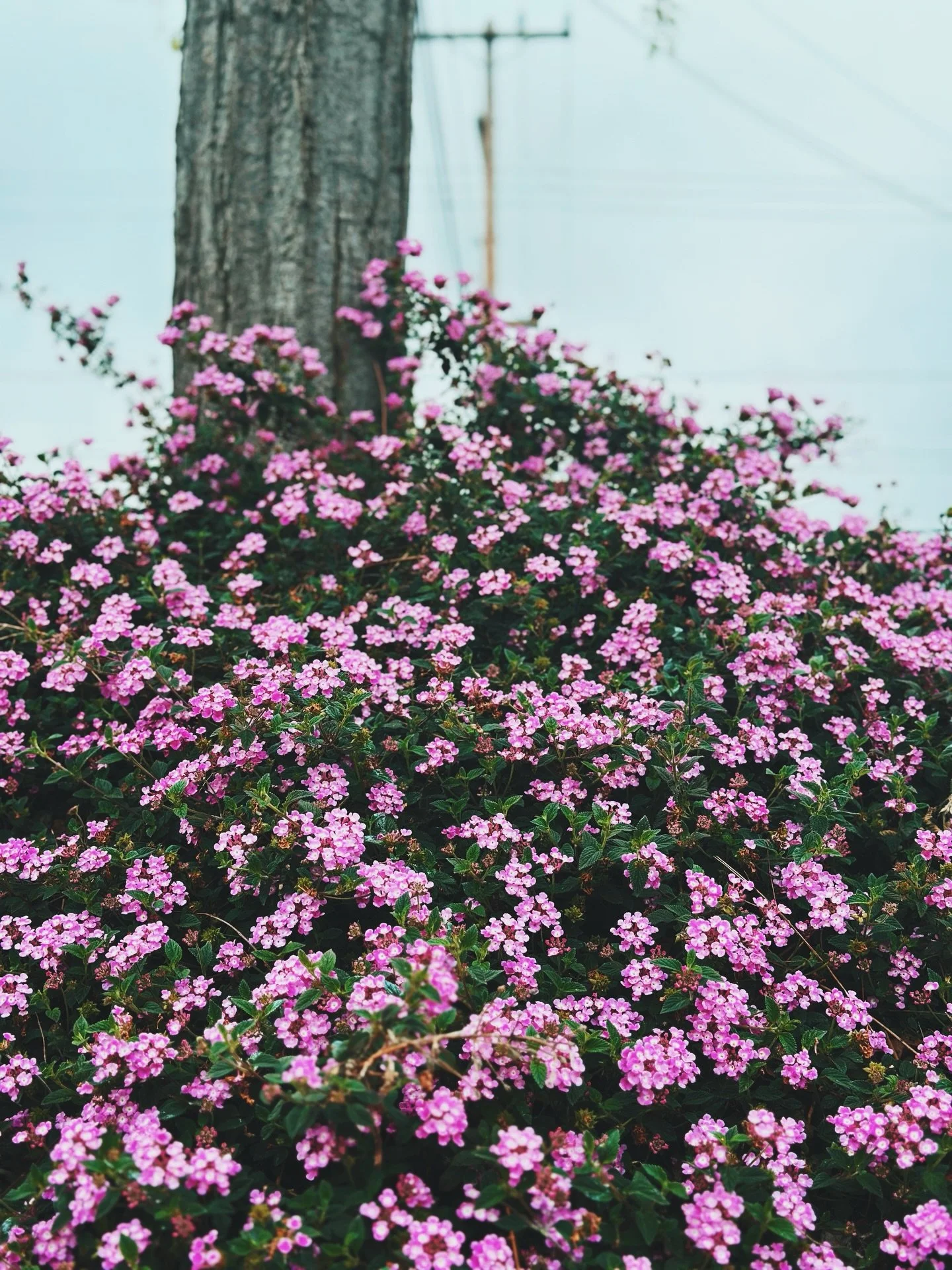 Happy Spring Equinox 🌺🌸🌻🪻🌷