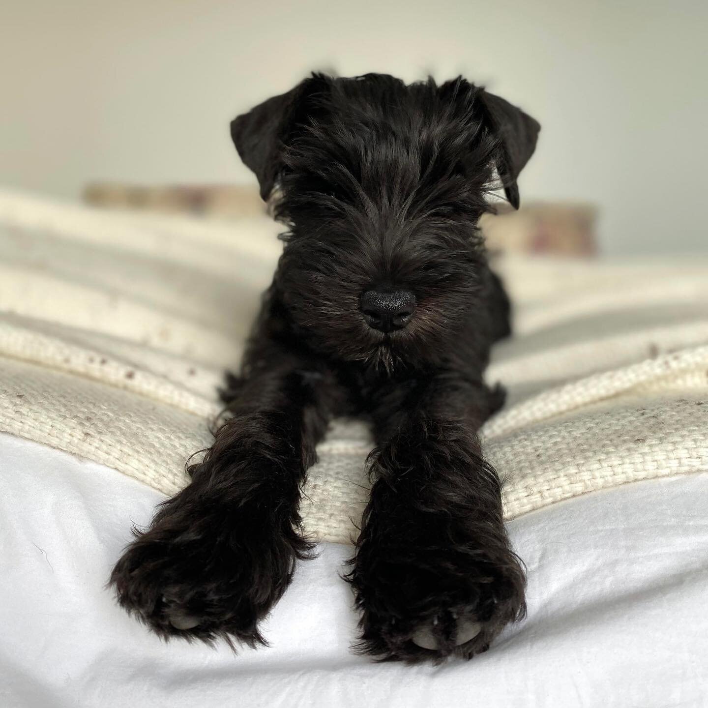 M O T H E R S &bull; D A Y

I am a fur baby Mumma once again. 
Meet Luna. These paws just crush me. ♡ 
Half Miniature Schnauzer, half a looney moonshine.

Luna came as a complete and unplanned Easter surprise. After losing my beautiful Gypsie, I conn