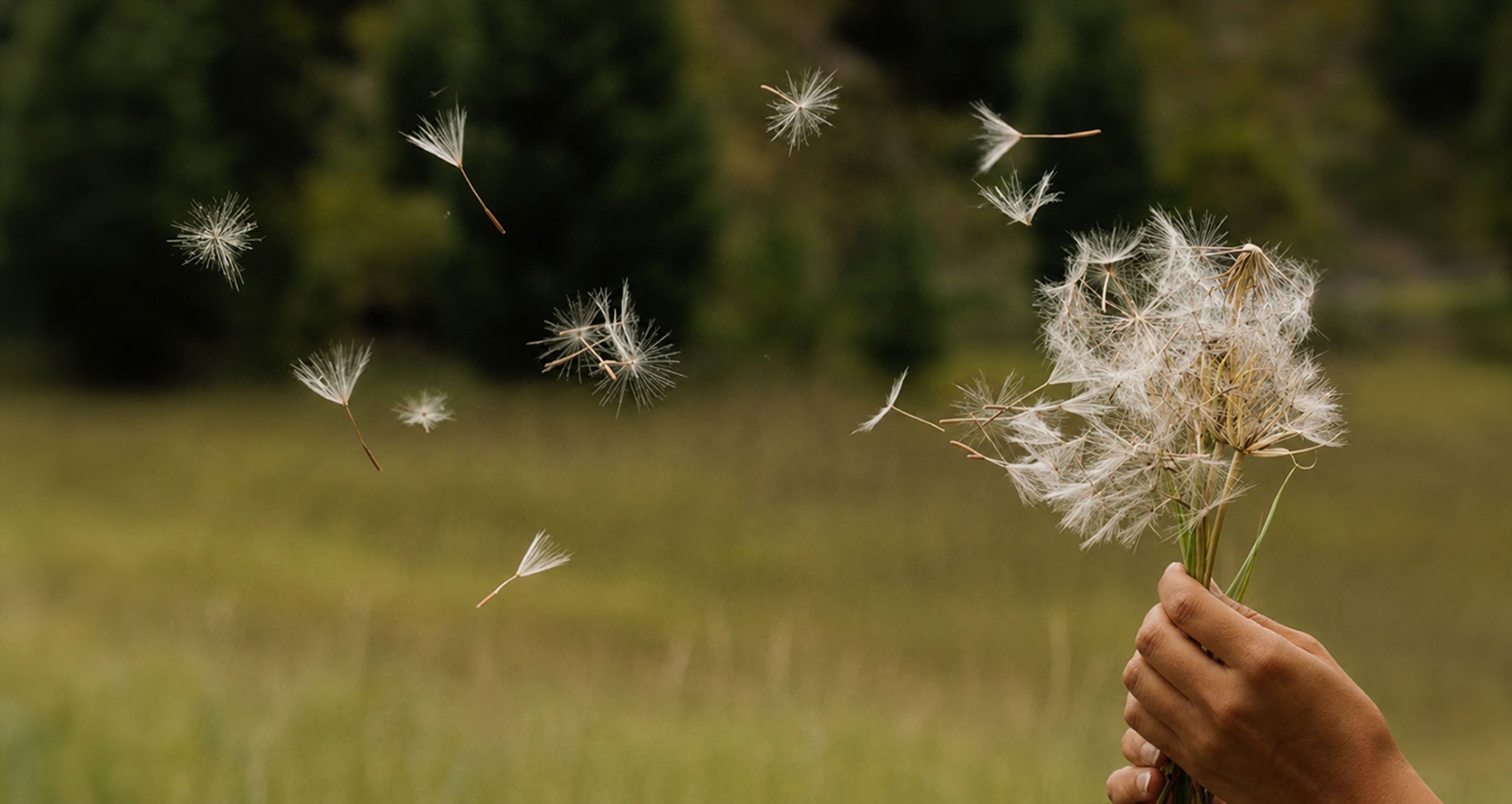 Hand holding dandelion seed heads scattering in the wind, illustrating histamine sensitivity and reactivity