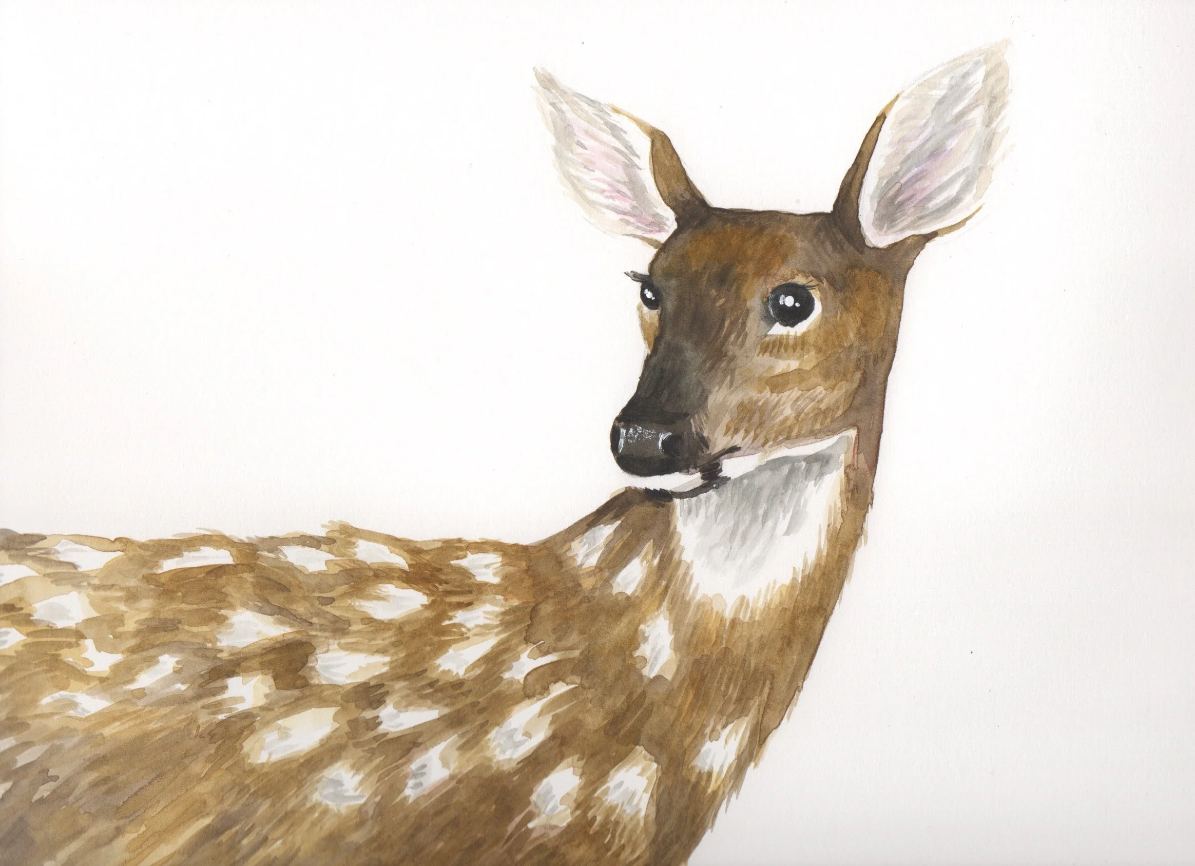 deer watercolor.jpeg