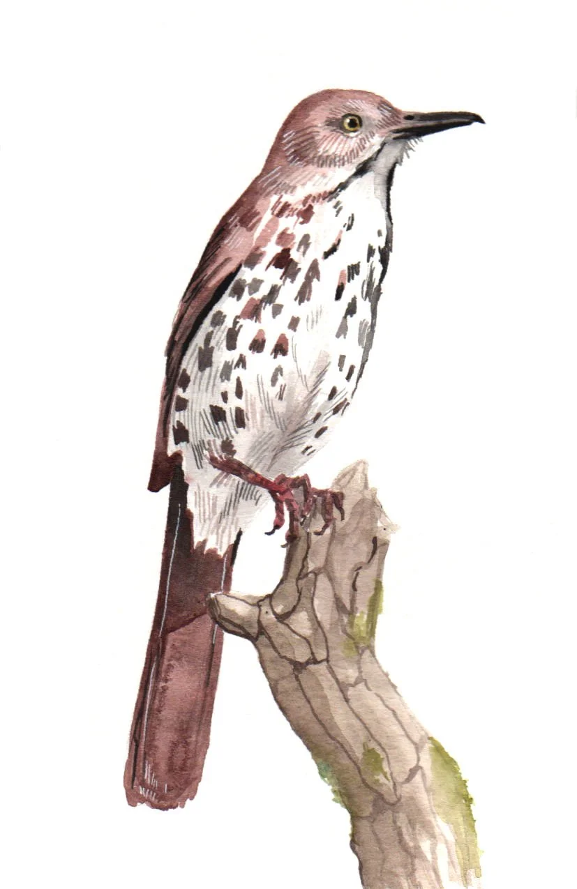 BrownThrasherFinal copy.jpg