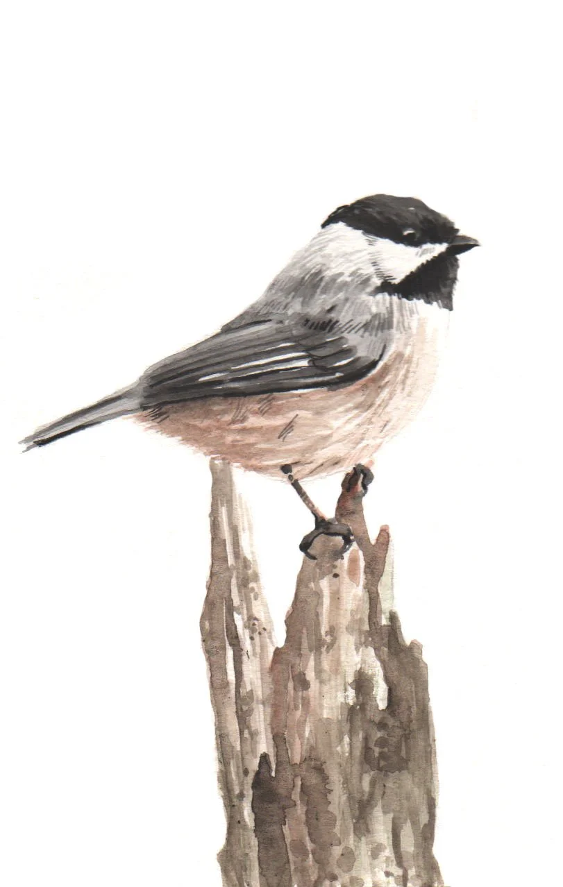 EasternChickadeeFinal copy.jpg