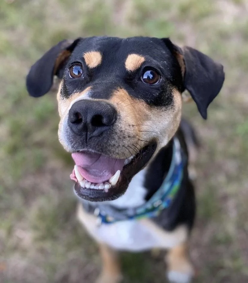 Adoption Event at PetQuarters Saturday, November 15th!